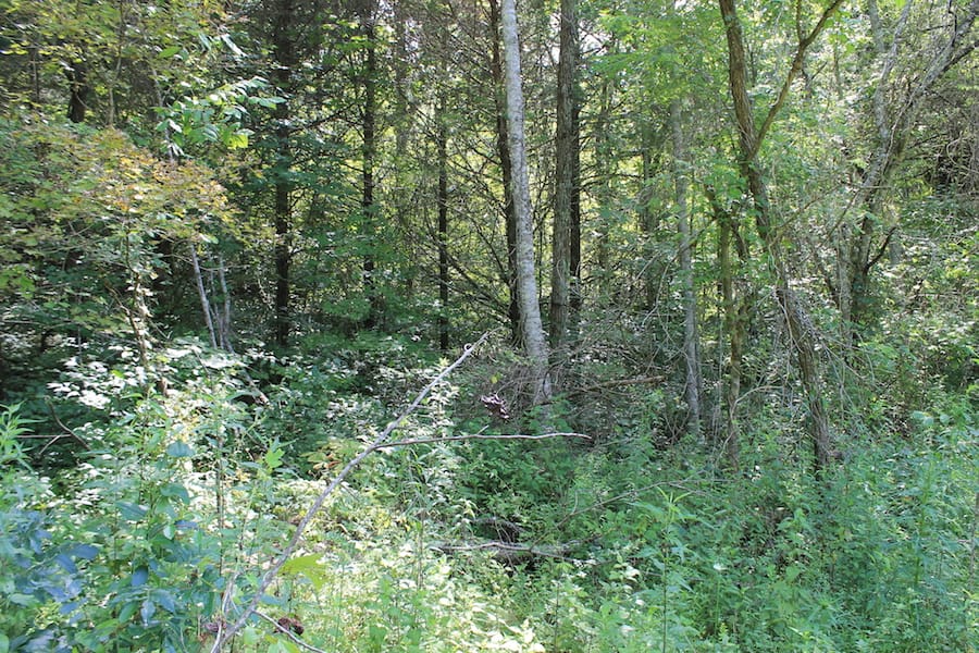 Cumberland Ridge Ranch Tract 5 photo 12