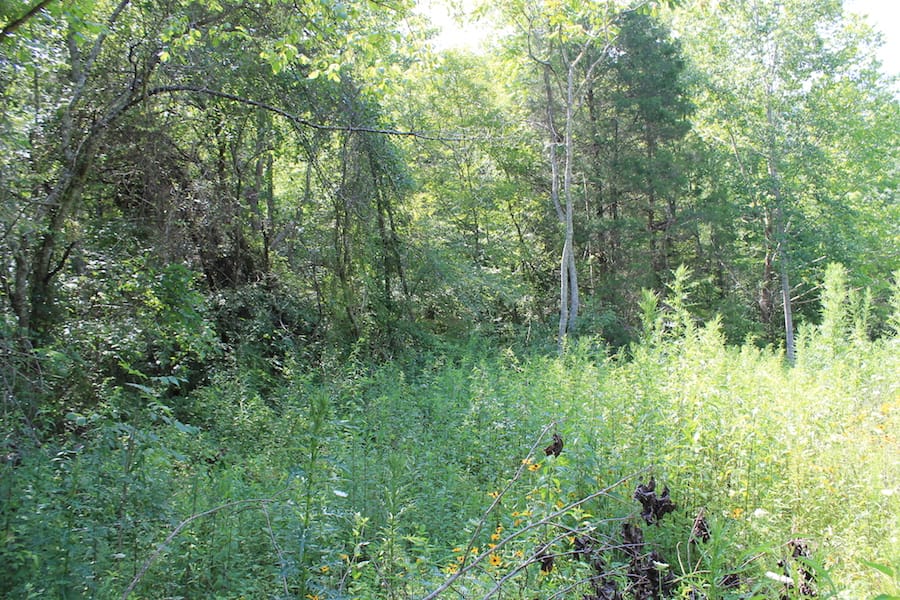 Cumberland Ridge Ranch Tract 5 photo 13
