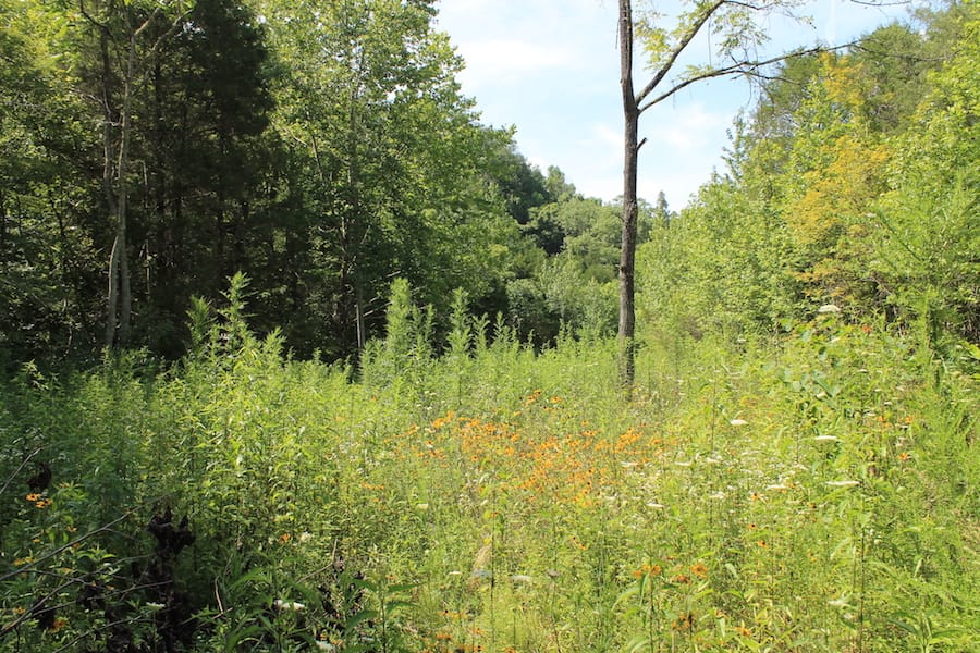 Cumberland Ridge Ranch Tract 5 photo 14