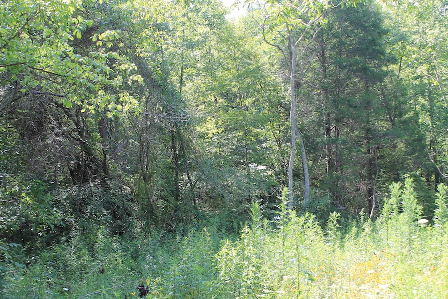 Cumberland Ridge Ranch Tract 5 photo 16