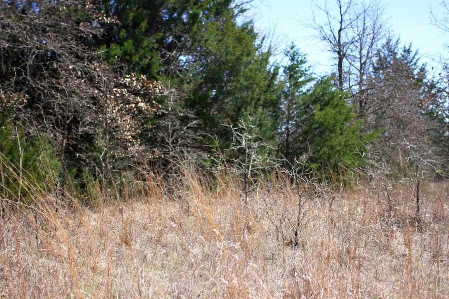 Montgomery Ranch Tract 1 photo 7