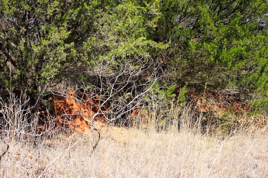Montgomery Ranch Tract 1 photo 9