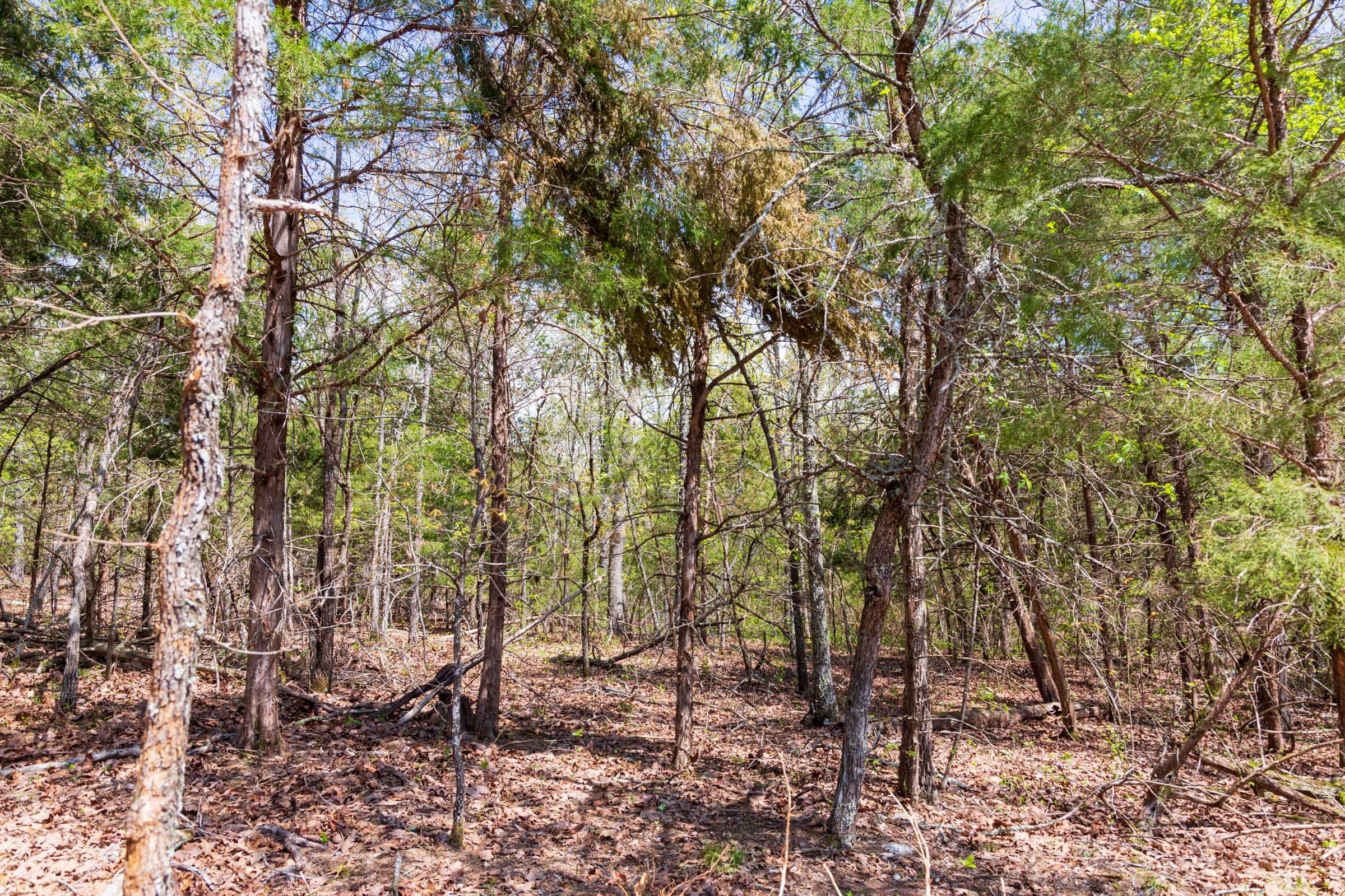 Autumnwood Tract 6 photo 2