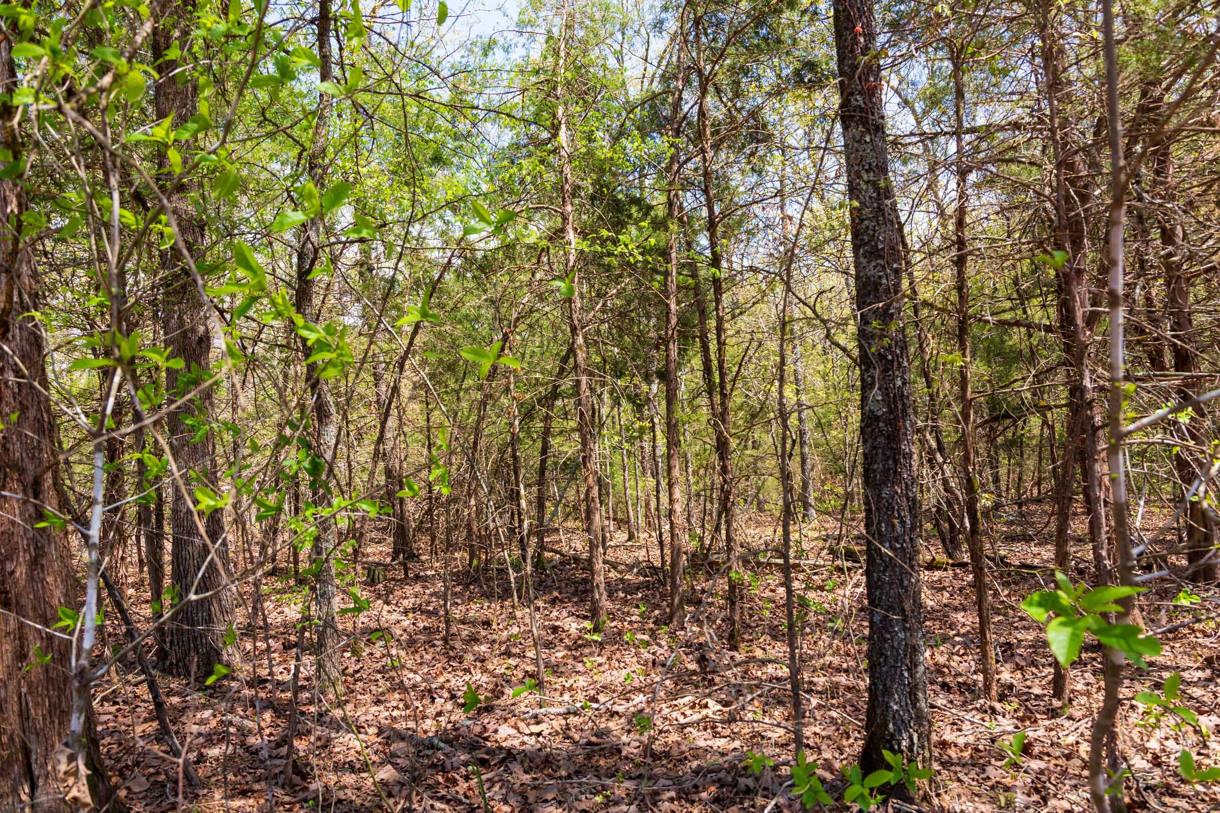 Autumnwood Tract 6 photo 3