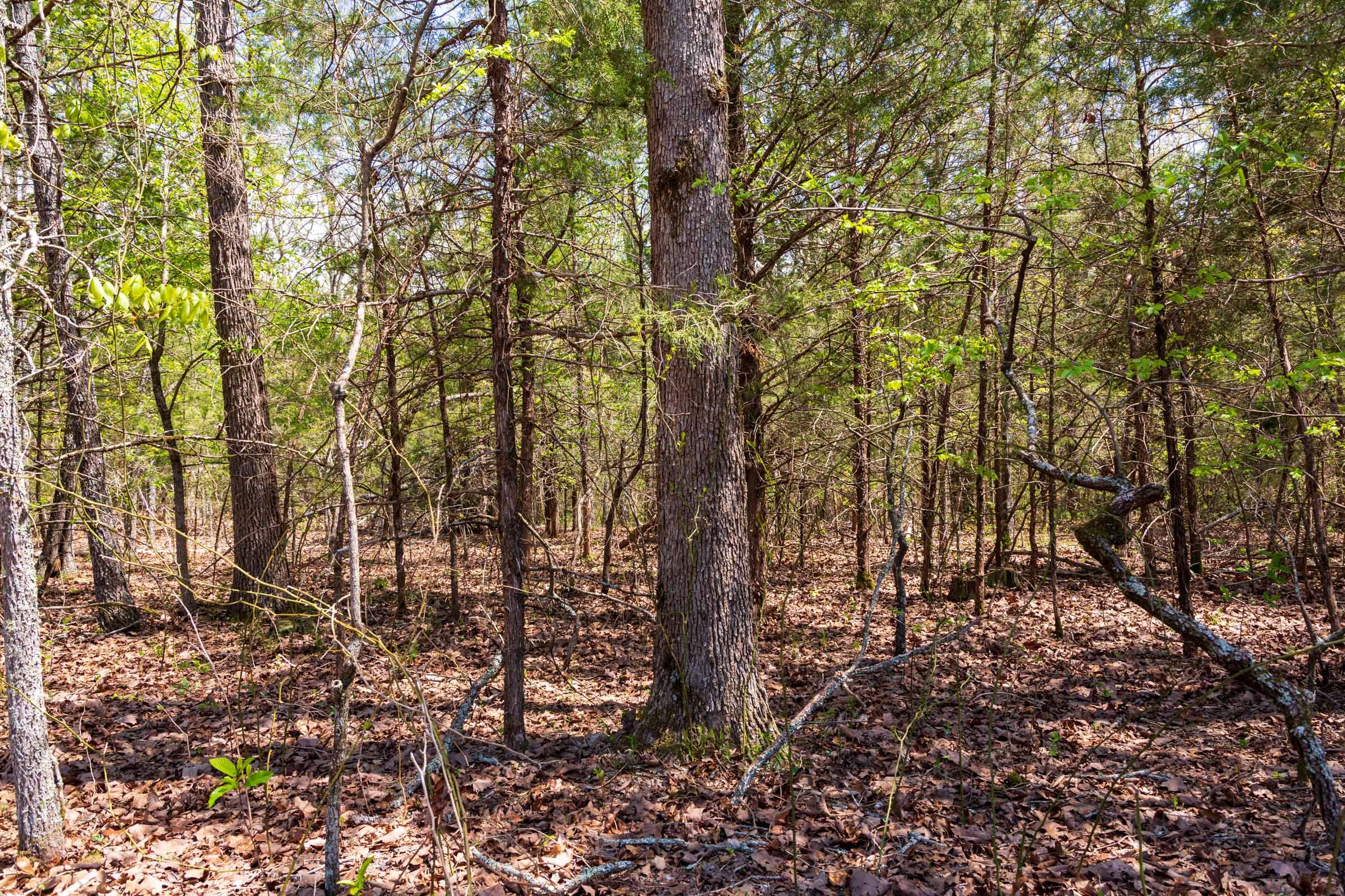 Autumnwood Tract 6 photo 4