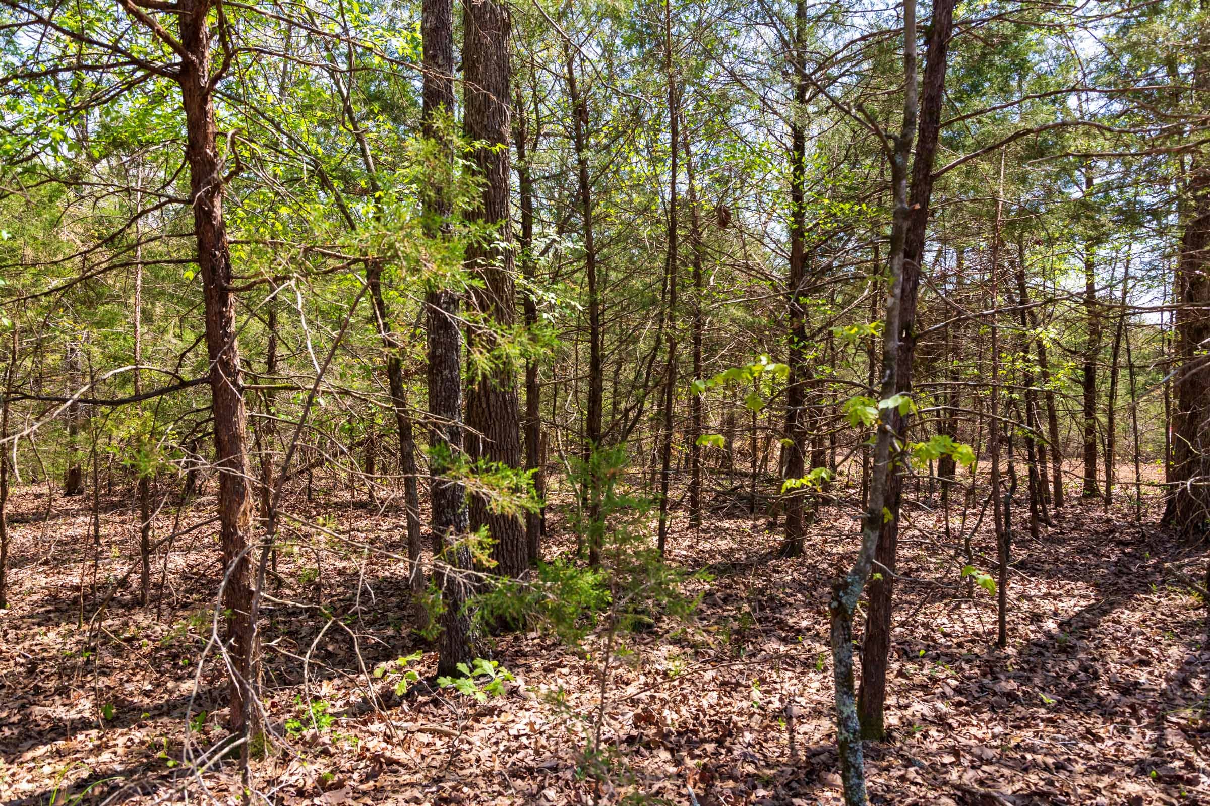 Autumnwood Tract 6 photo 5