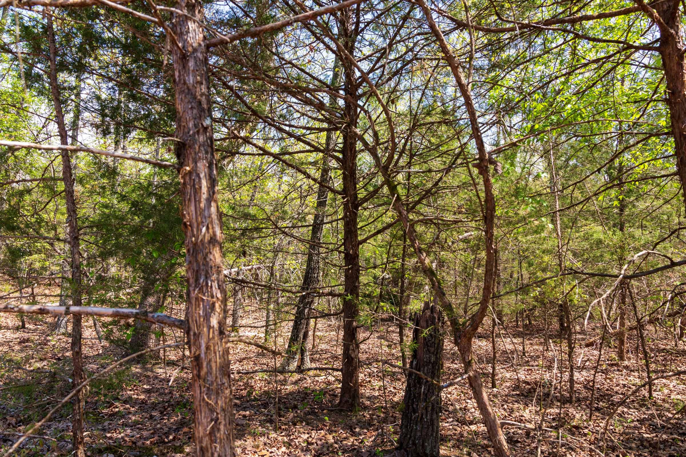 Autumnwood Tract 6 photo 6