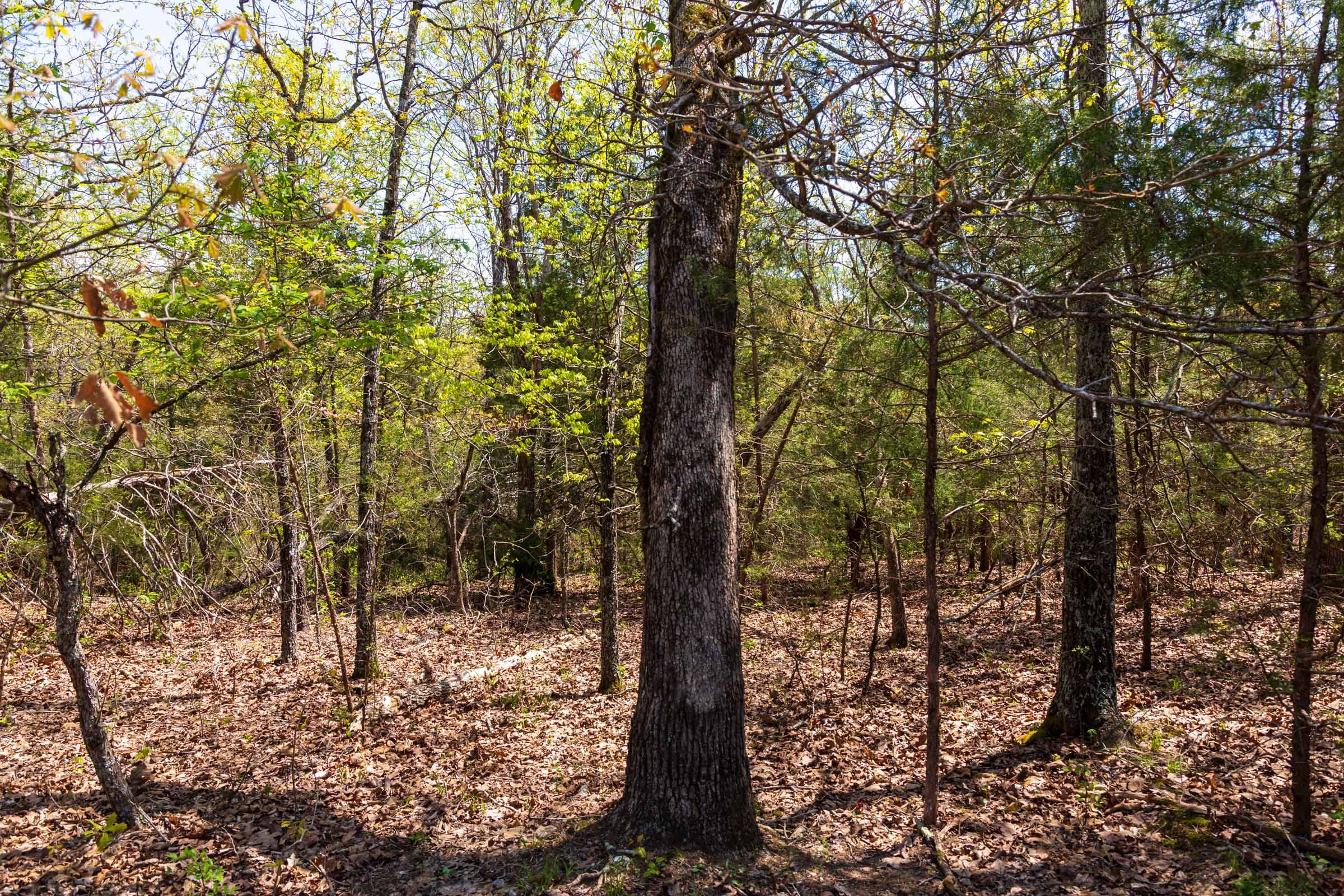 Autumnwood Tract 6 photo 7