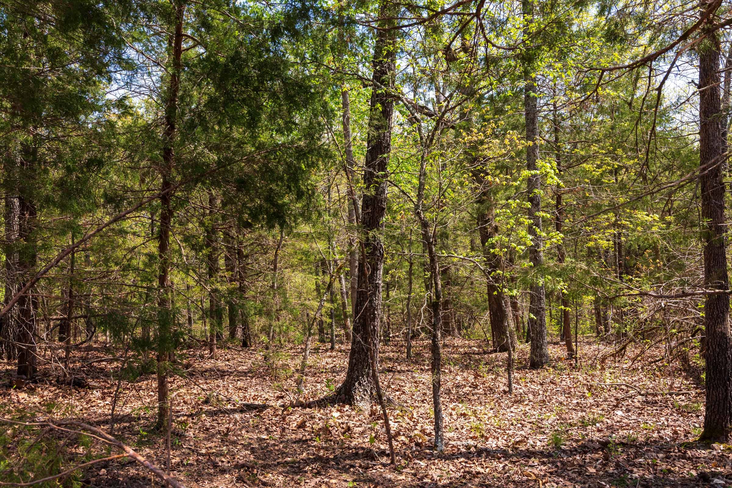 Autumnwood Tract 6 photo 9
