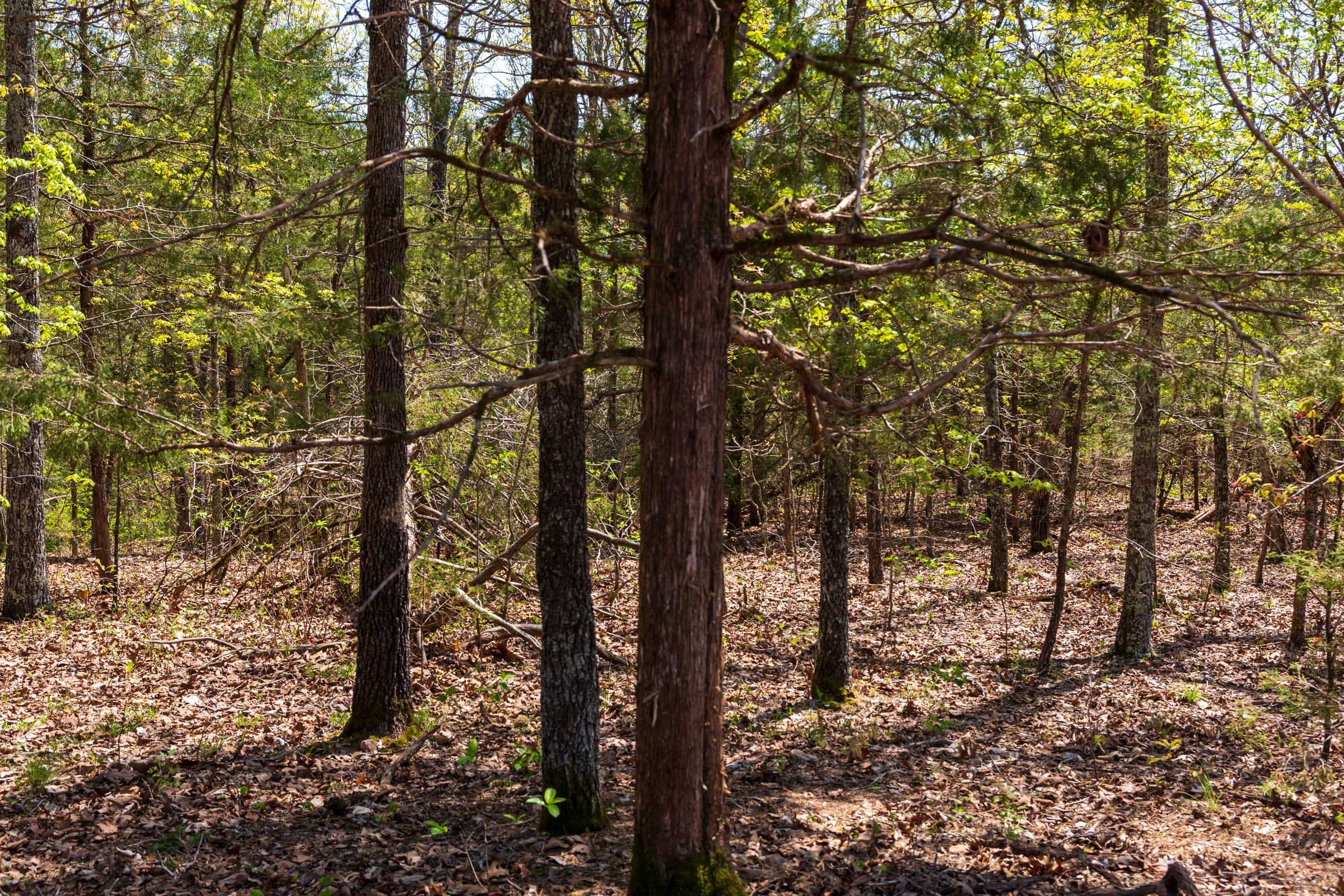 Autumnwood Tract 6 photo 10