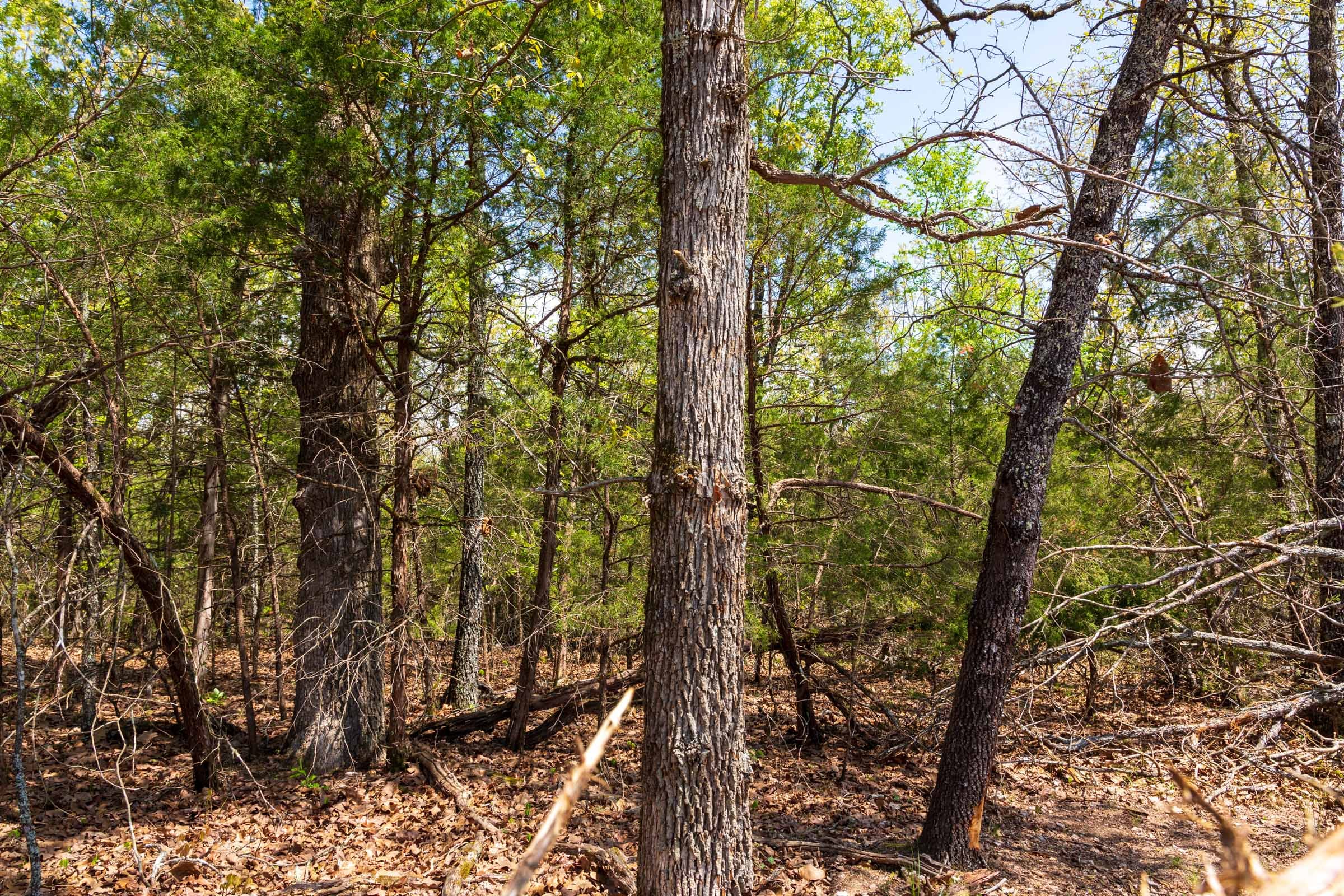 Autumnwood Tract 6 photo 11