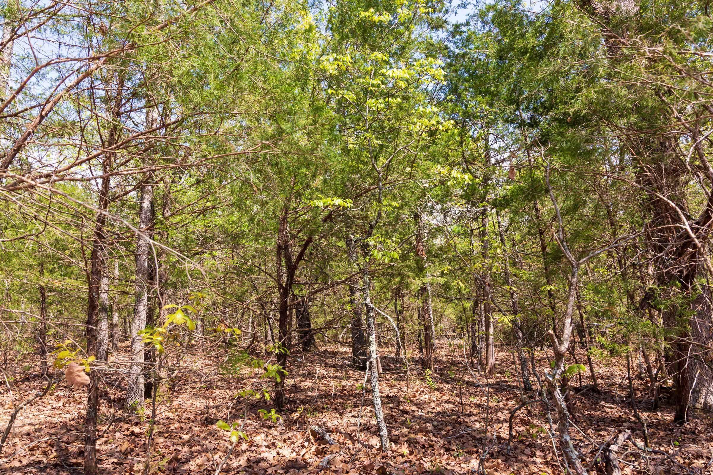 Autumnwood Tract 6 photo 12