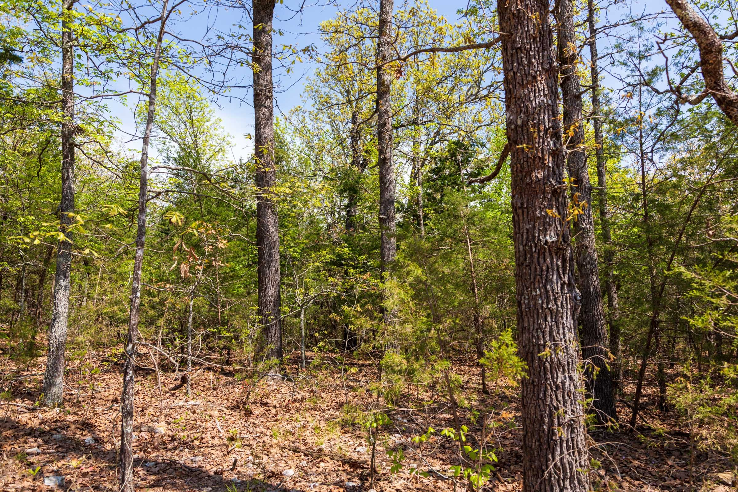 Autumnwood Tract 6 photo 13