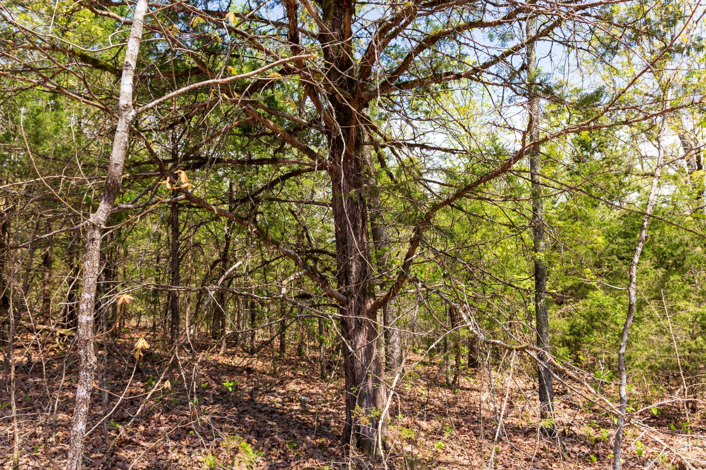 Autumnwood Tract 6 photo 14