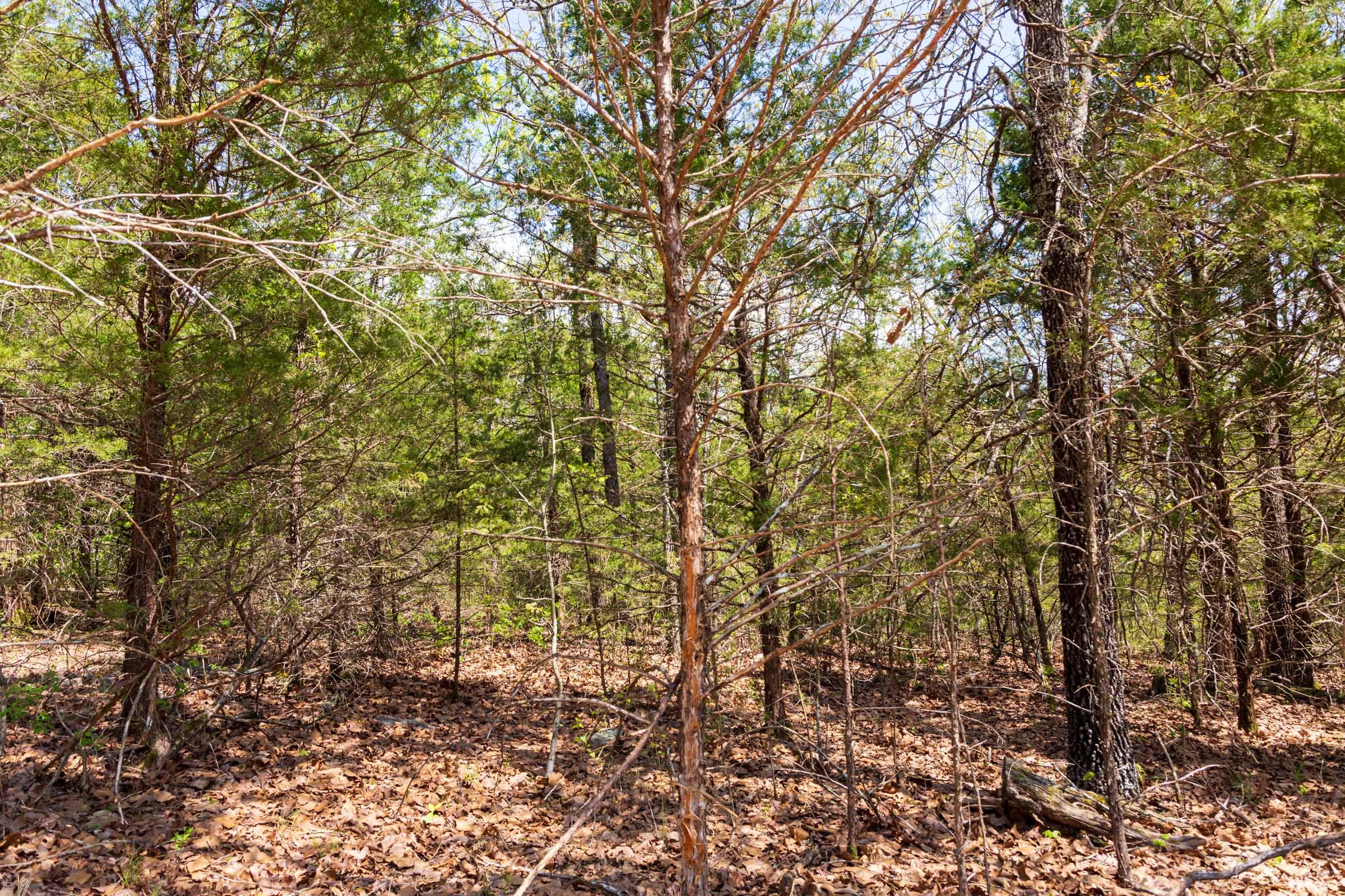Autumnwood Tract 6 photo 17