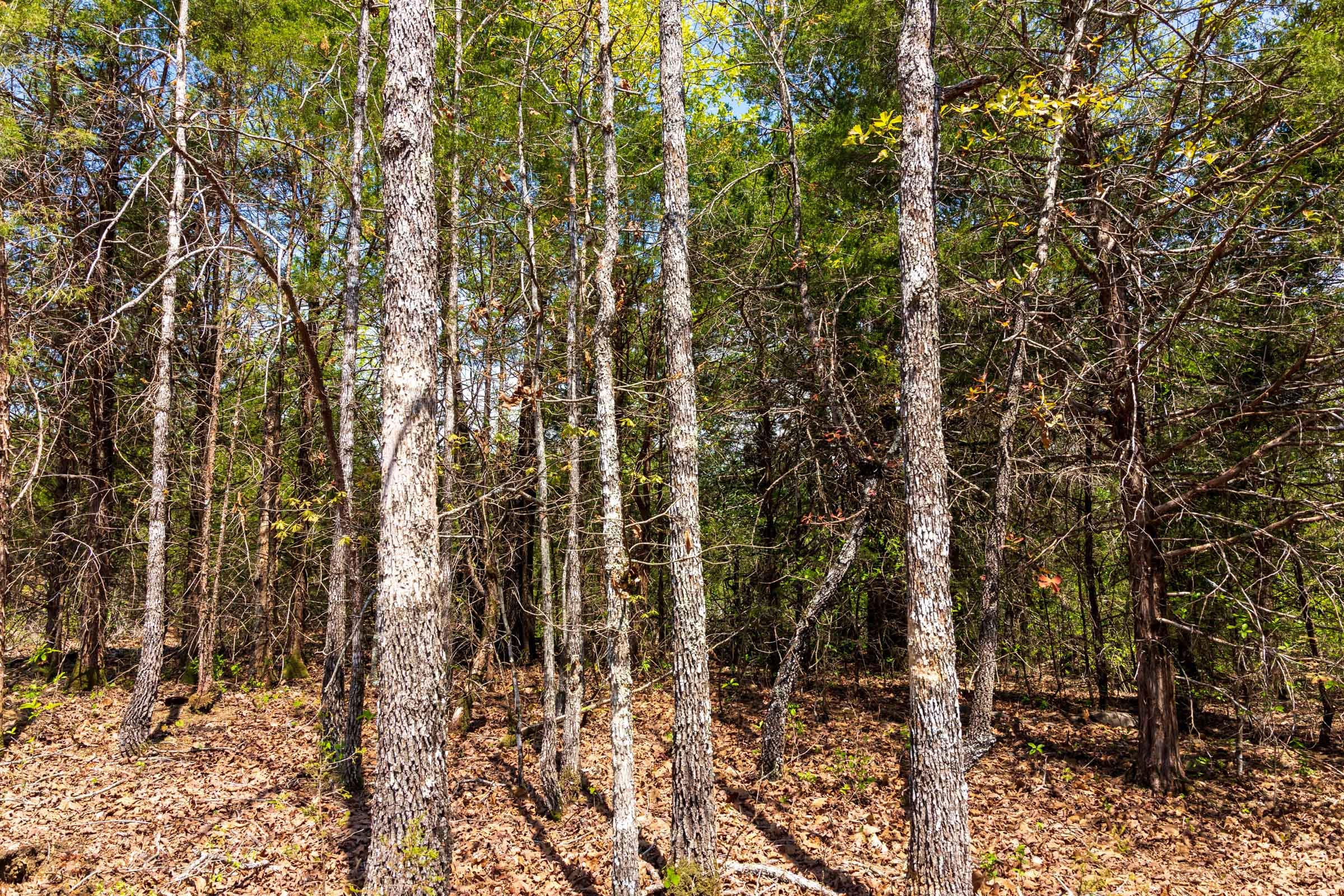 Autumnwood Tract 6 photo 18