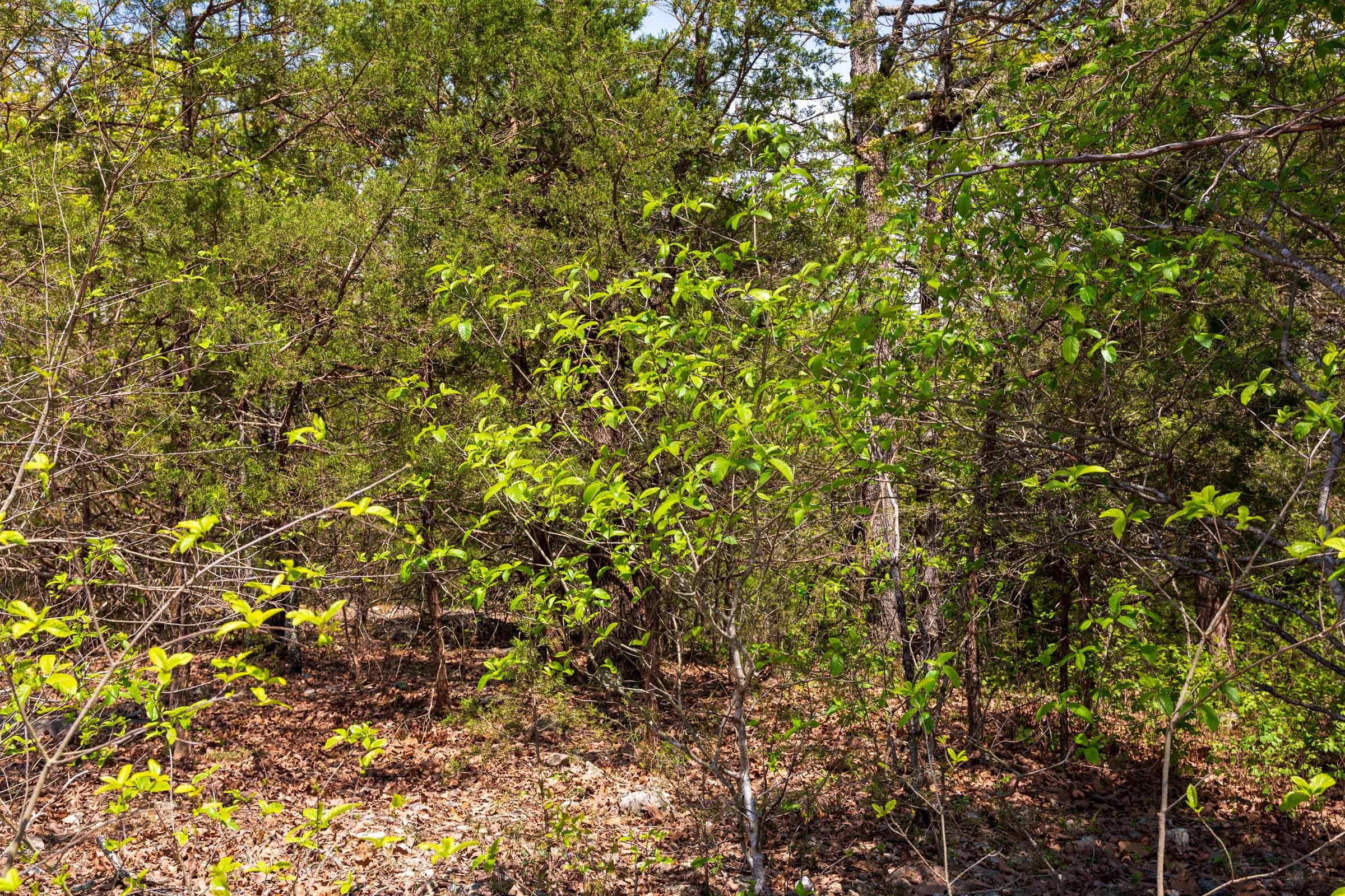 Autumnwood Tract 6 photo 22