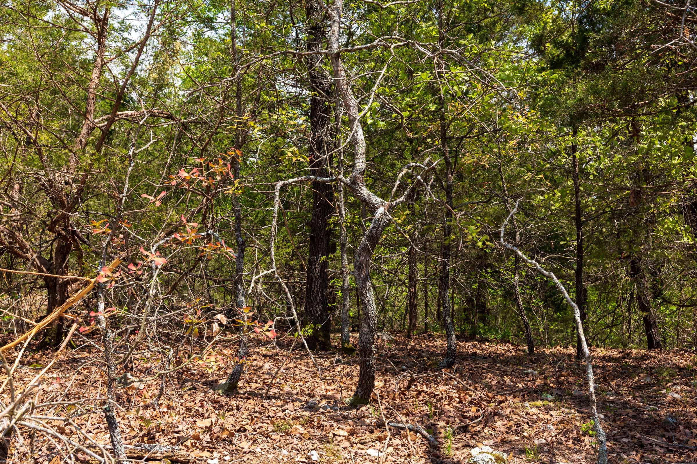 Autumnwood Tract 6 photo 23