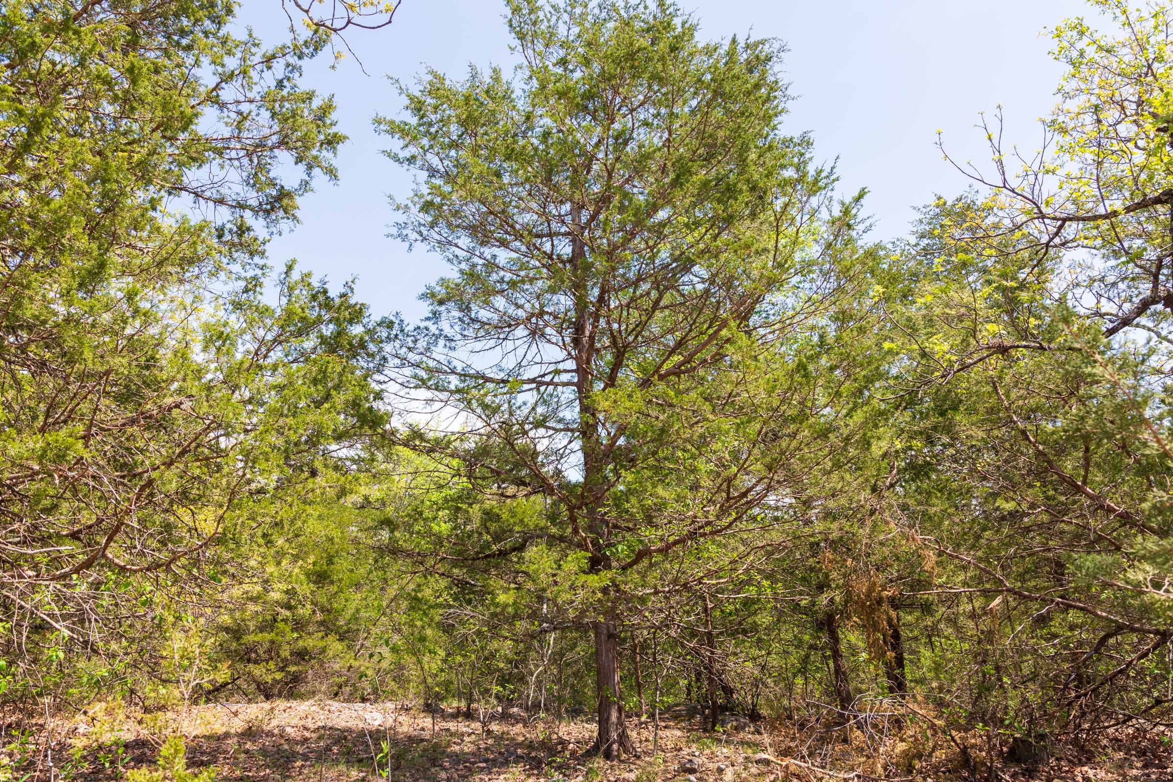 Autumnwood Tract 6 photo 25