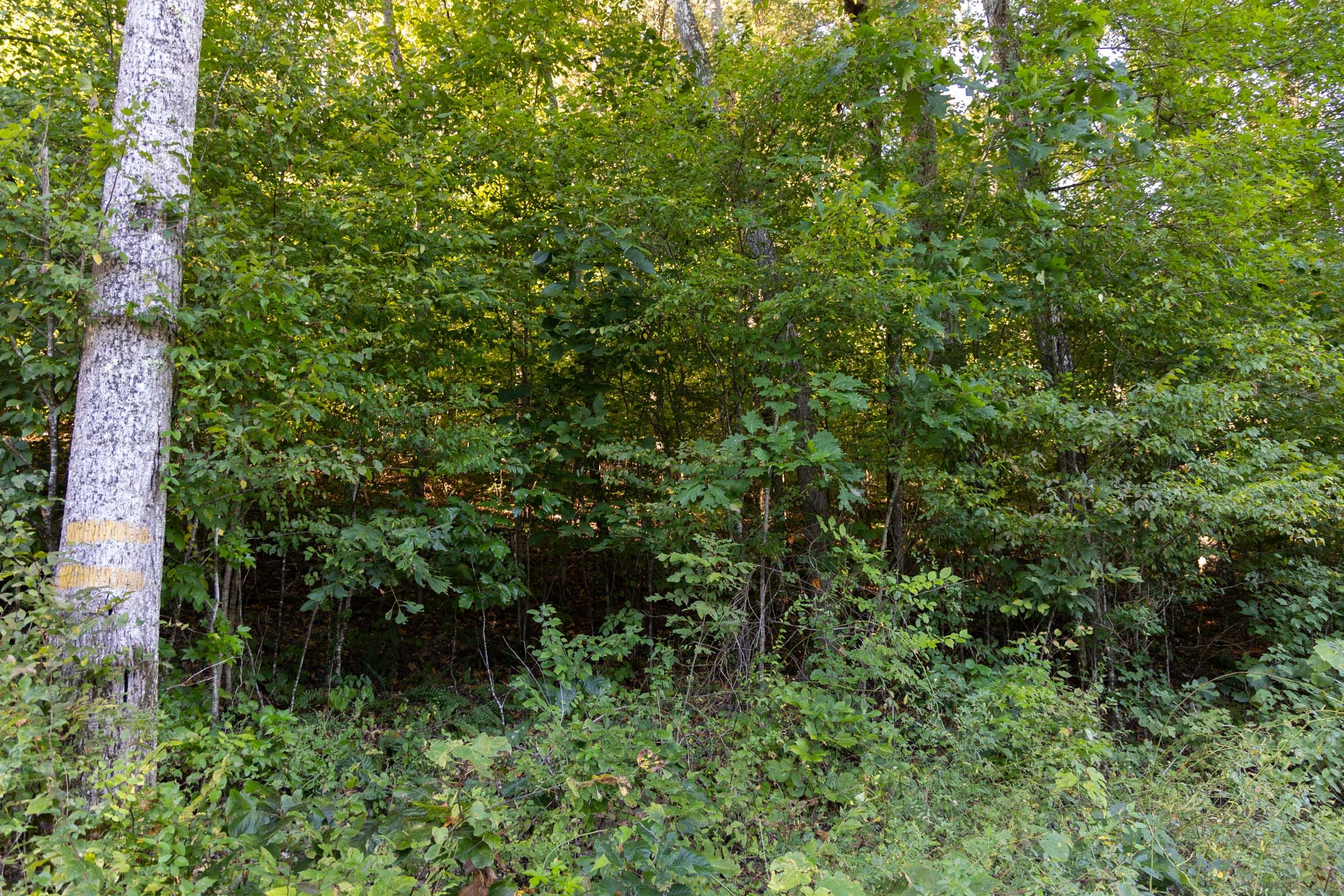 Big White Oak Tract 2 photo 7