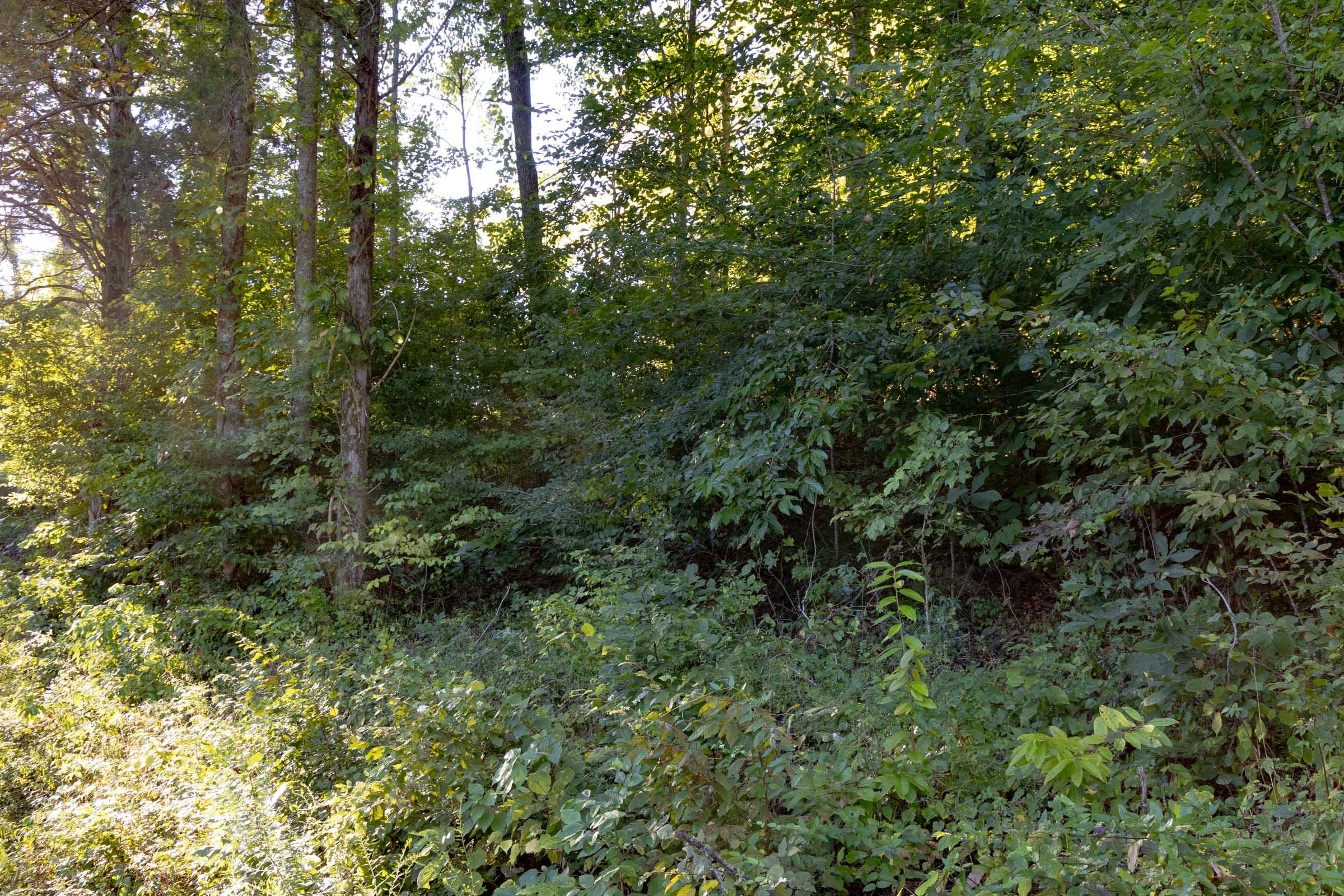 Big White Oak Tract 2 photo 4