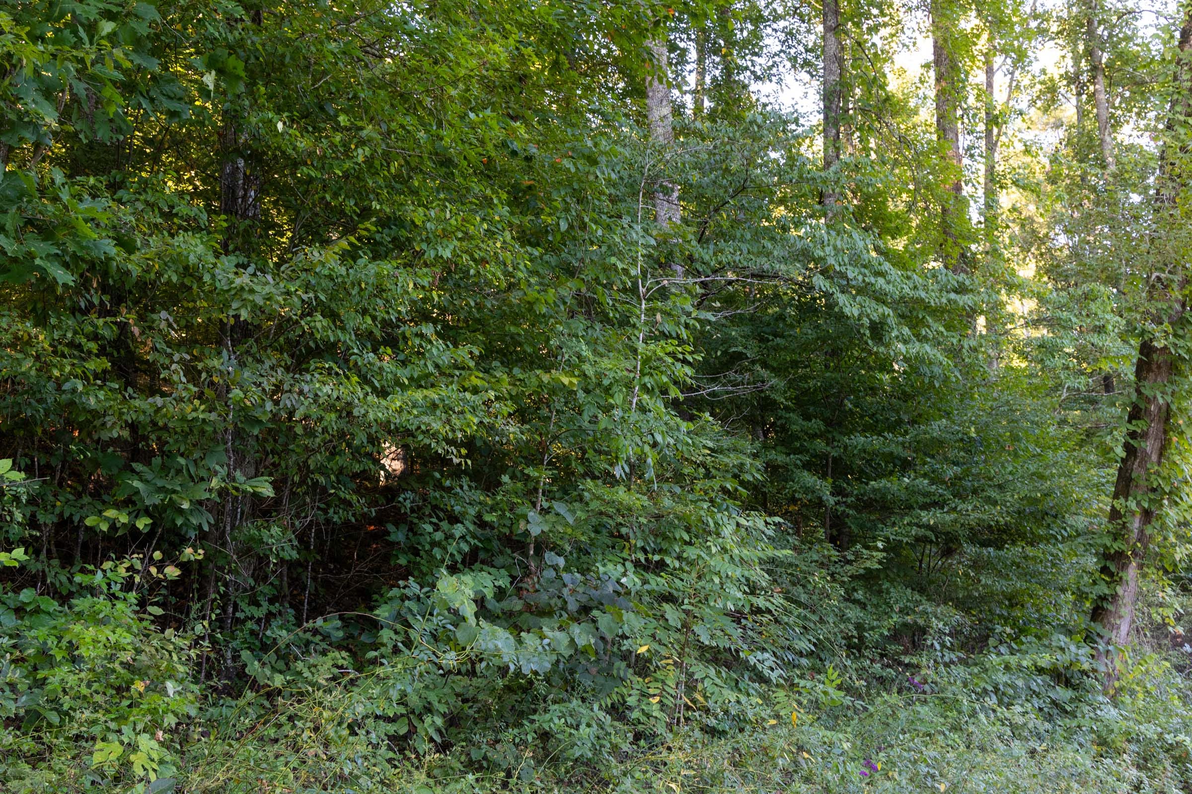 Big White Oak Tract 2 photo 3