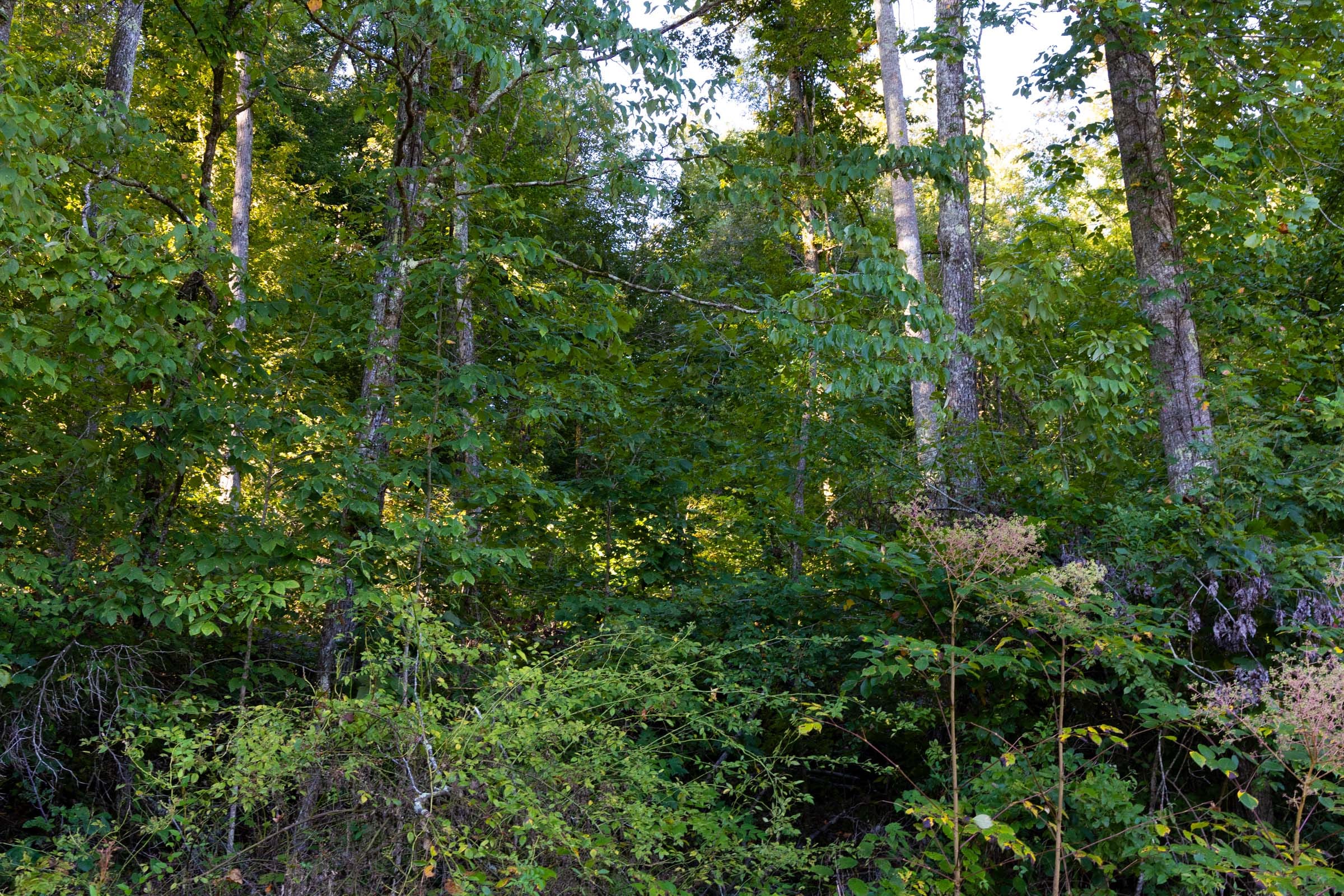 Big White Oak Tract 2 photo 2
