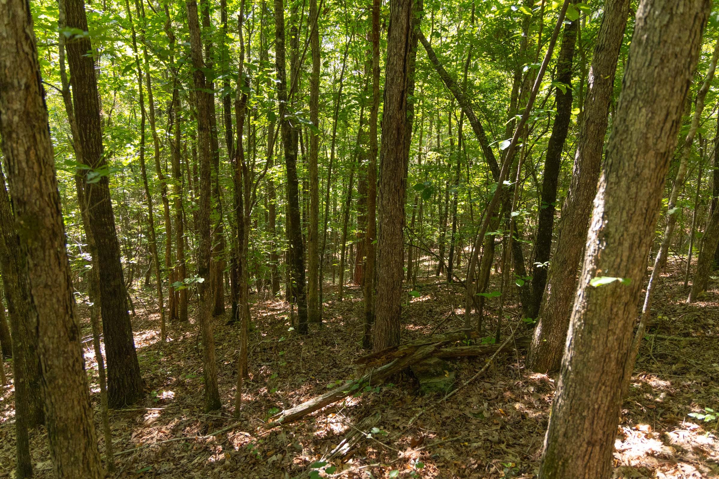 Olive Hill photo 6