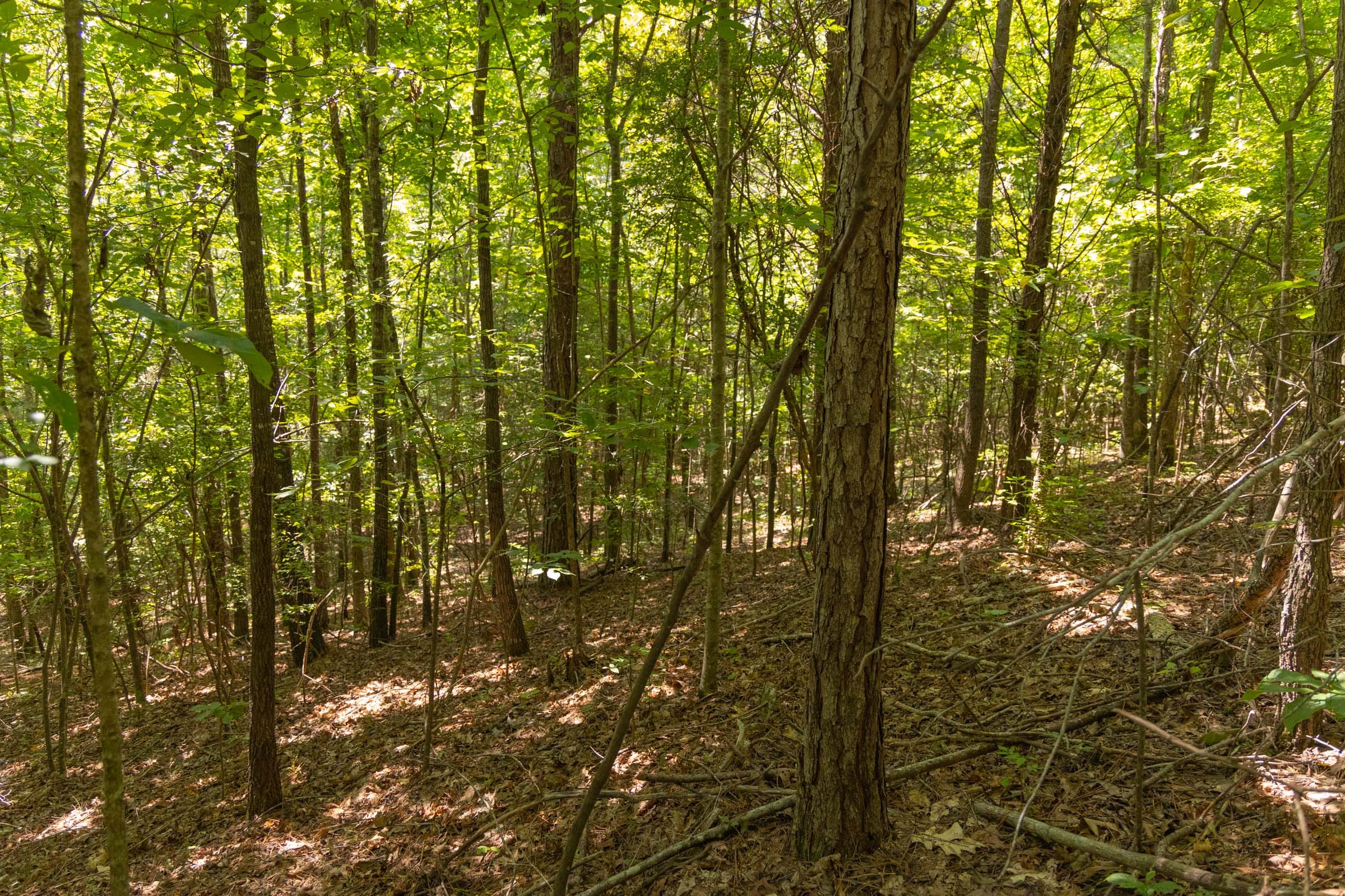 Olive Hill Tract 6 photo 11