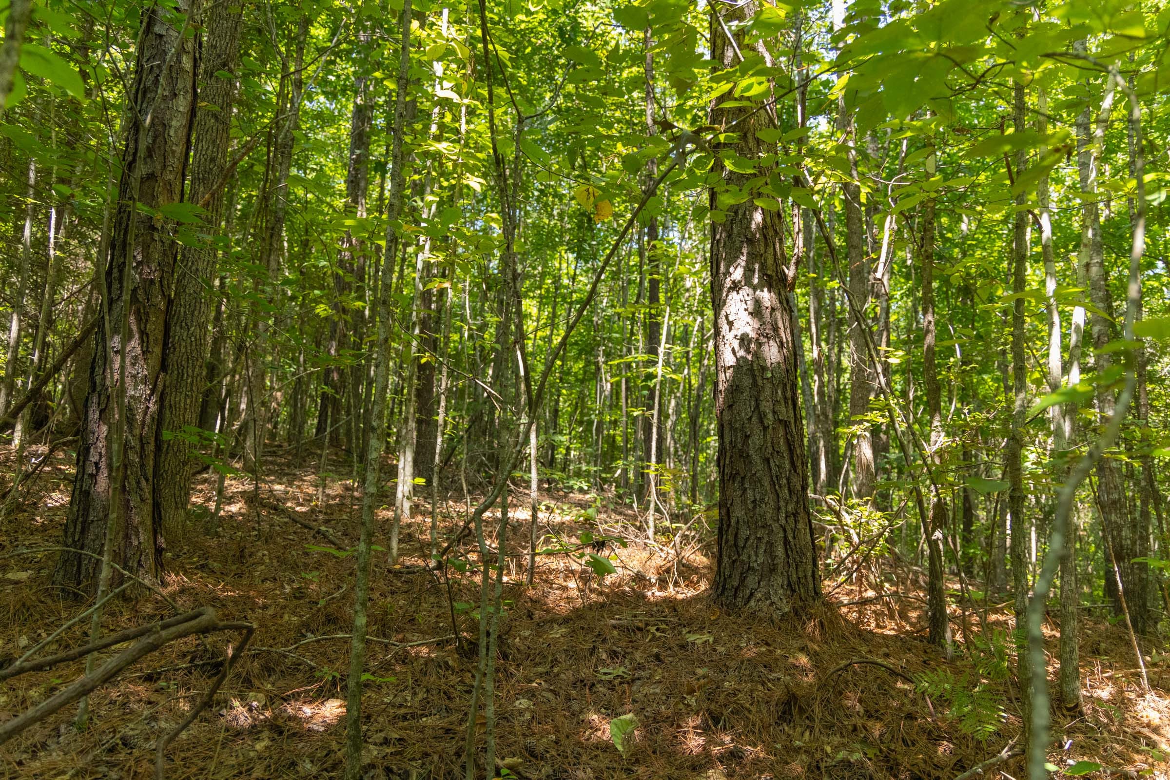 Olive Hill Tract 6 photo 9
