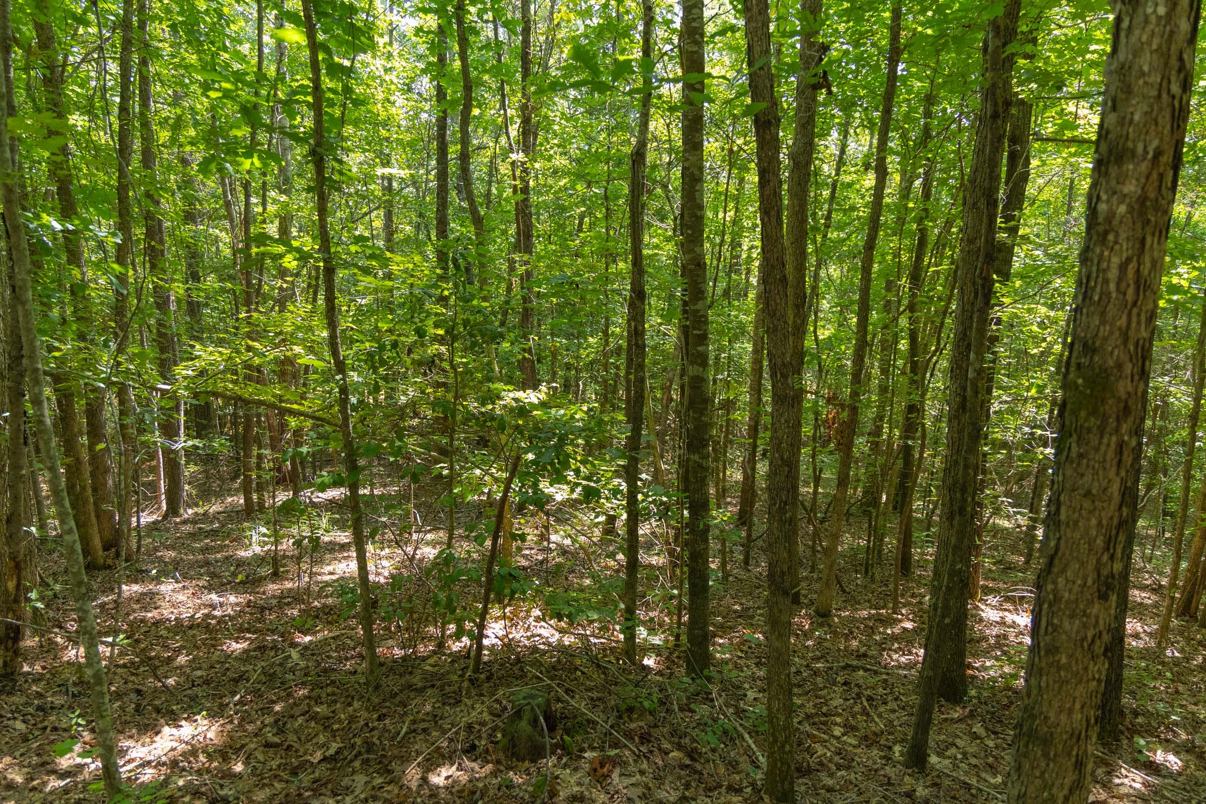 Olive Hill Tract 6 photo 7