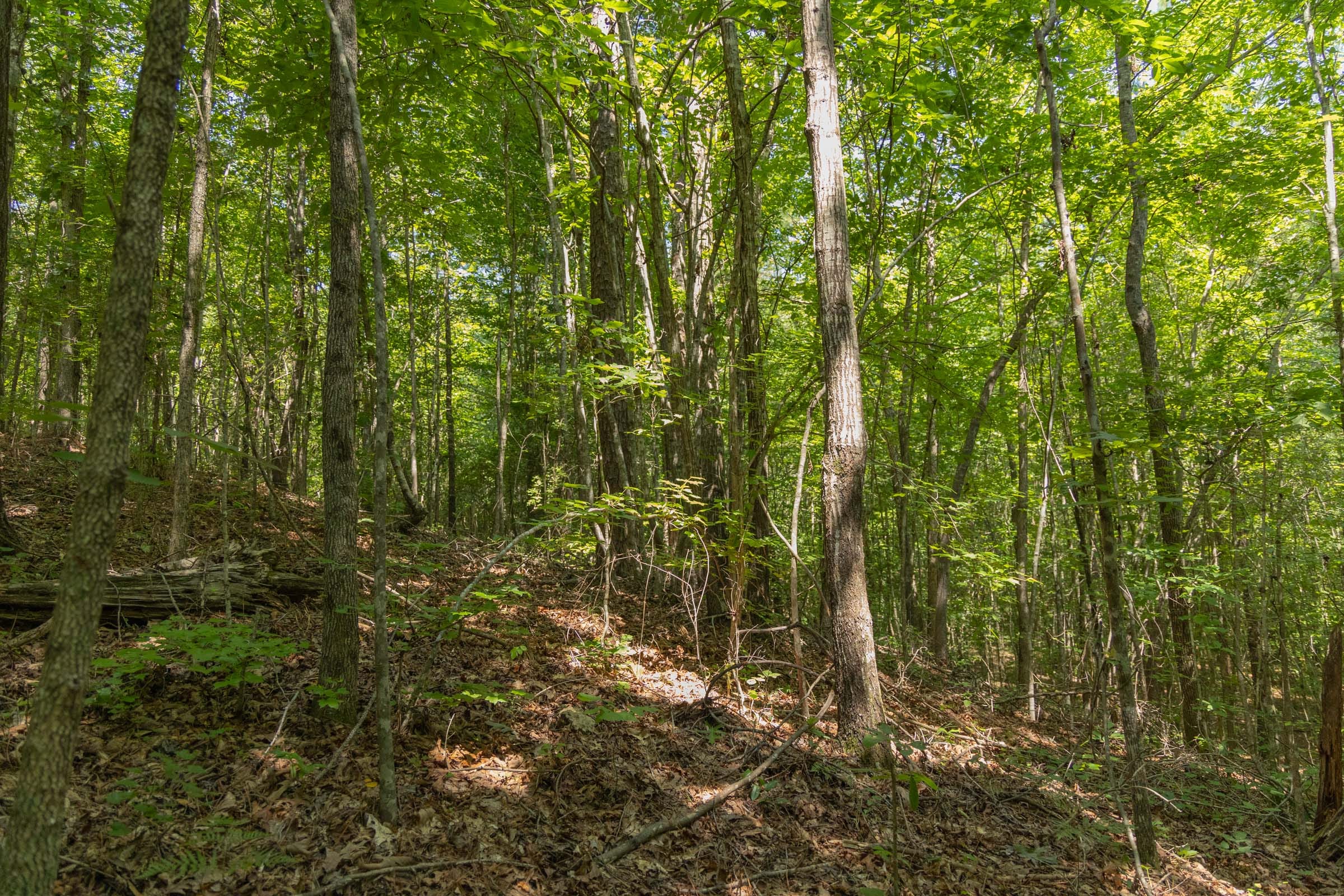 Olive Hill Tract 6 photo 6