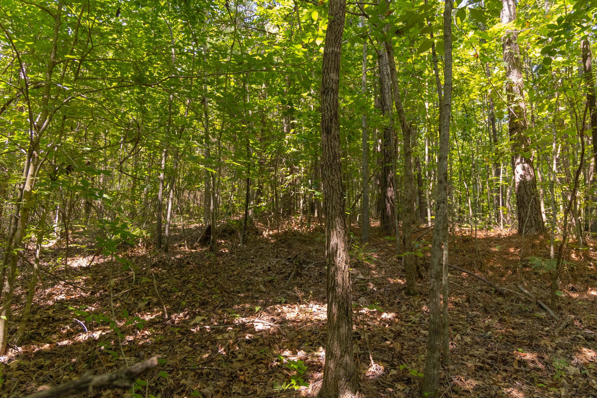 Olive Hill photo 3