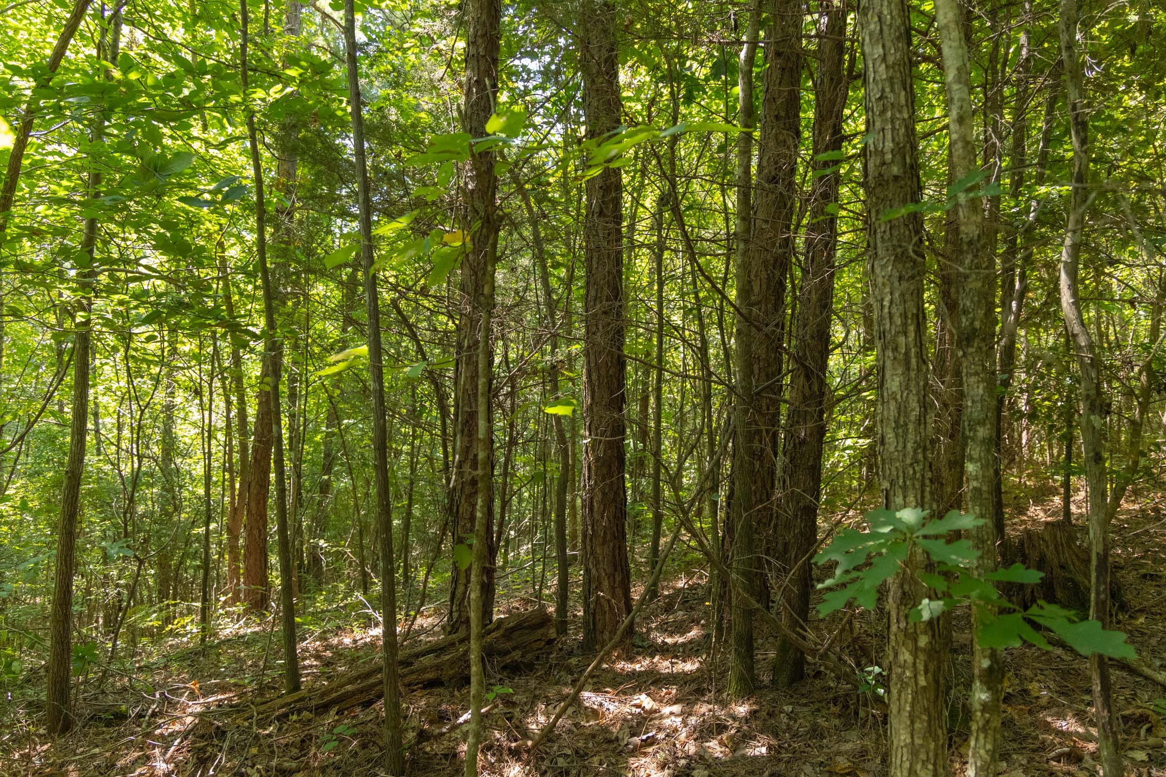 Olive Hill Tract 6 photo 3