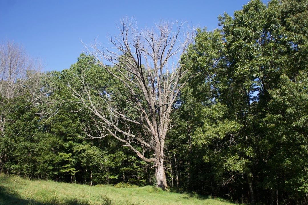 Heritage Hollow Tract 9 photo 25