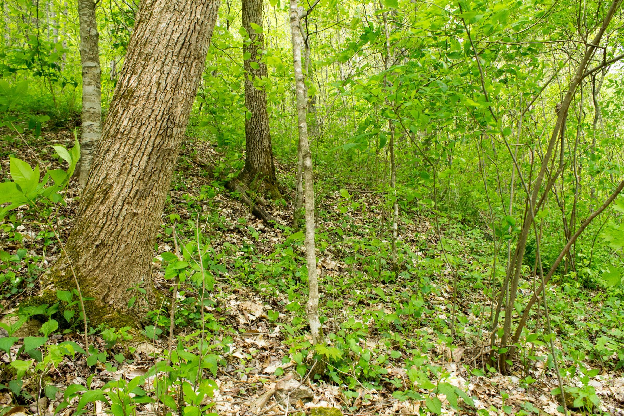 Trails End Tract 17 photo 5