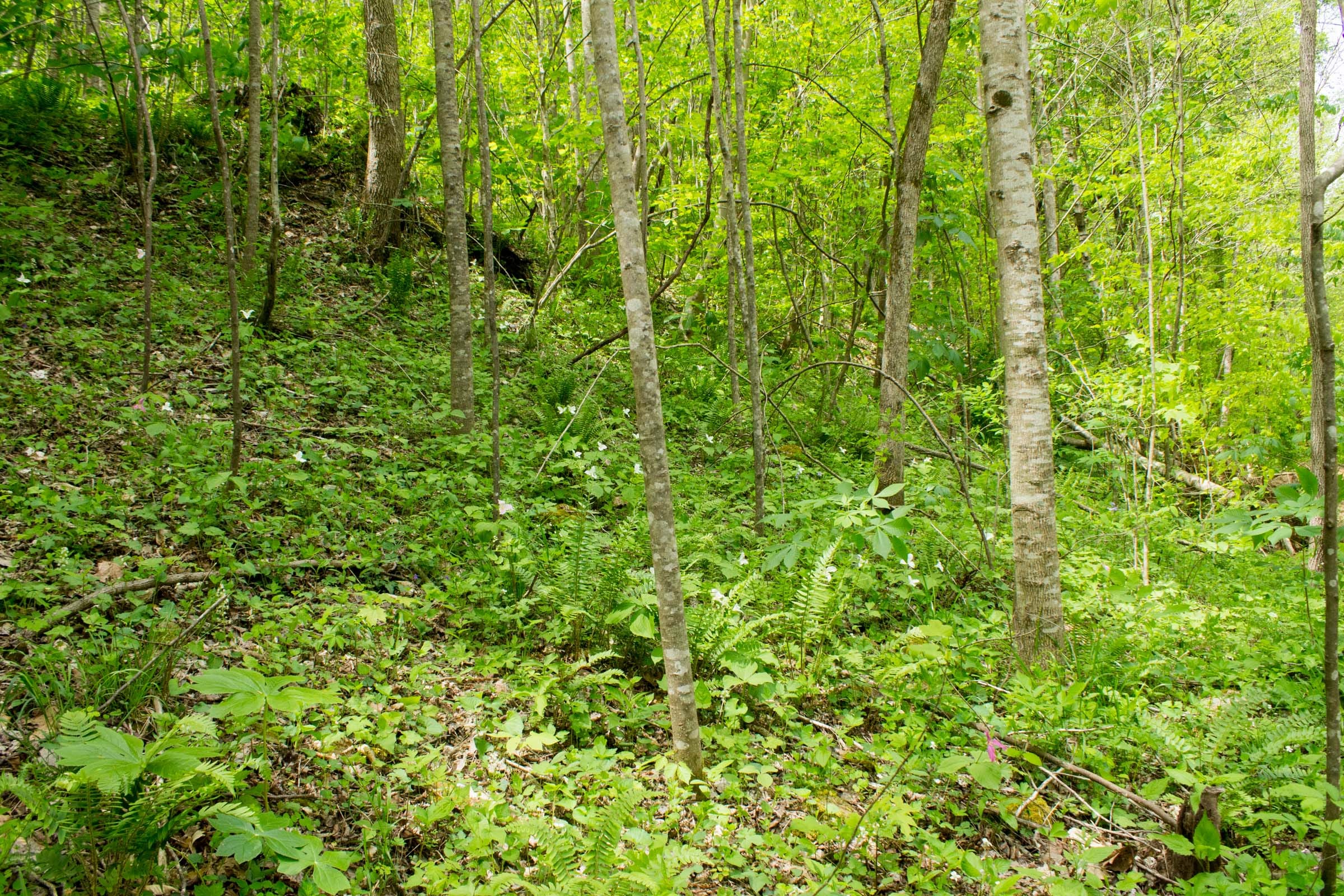 Trails End Tract 17 photo 1