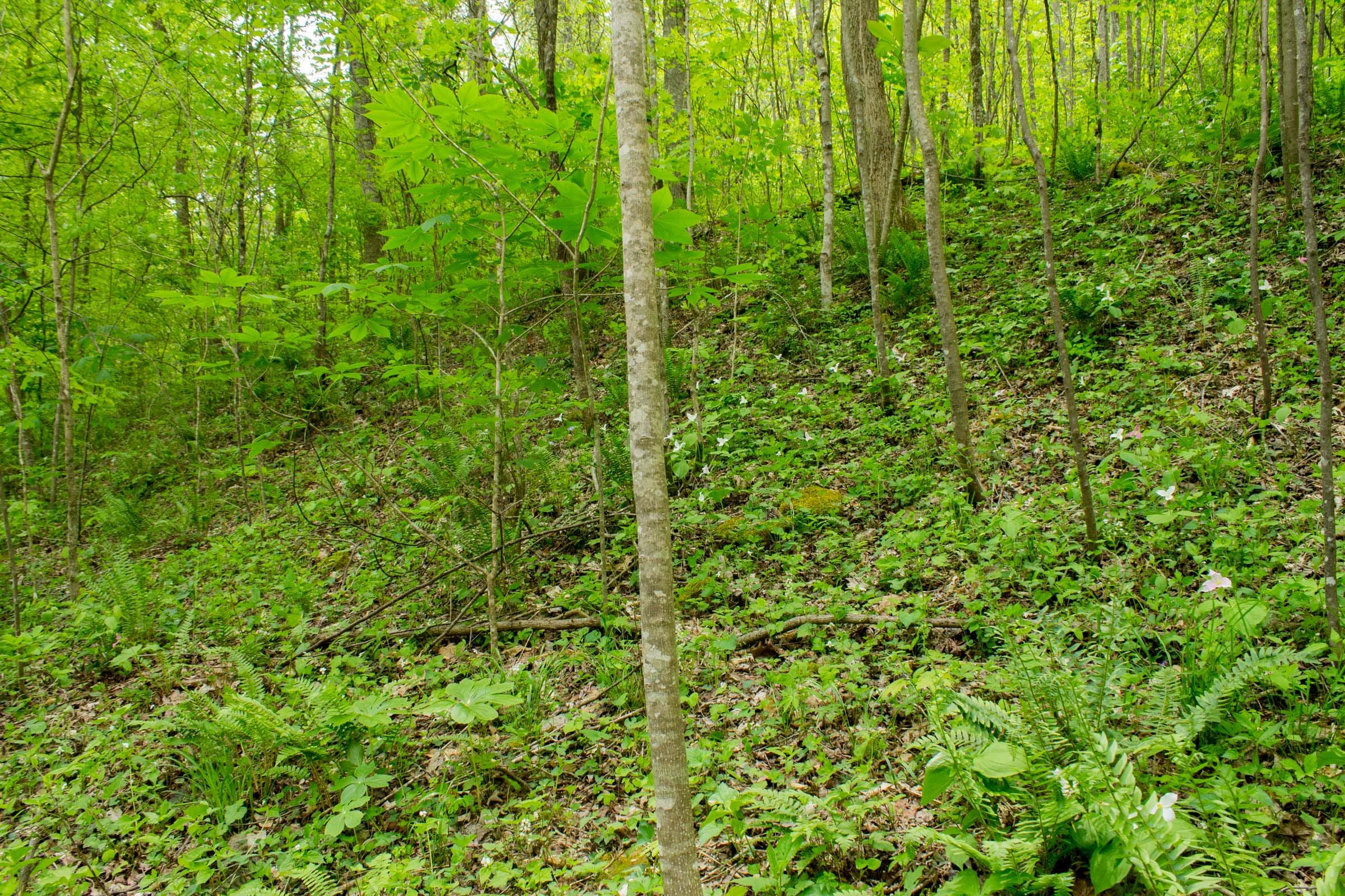 Trails End Tract 17 photo 7