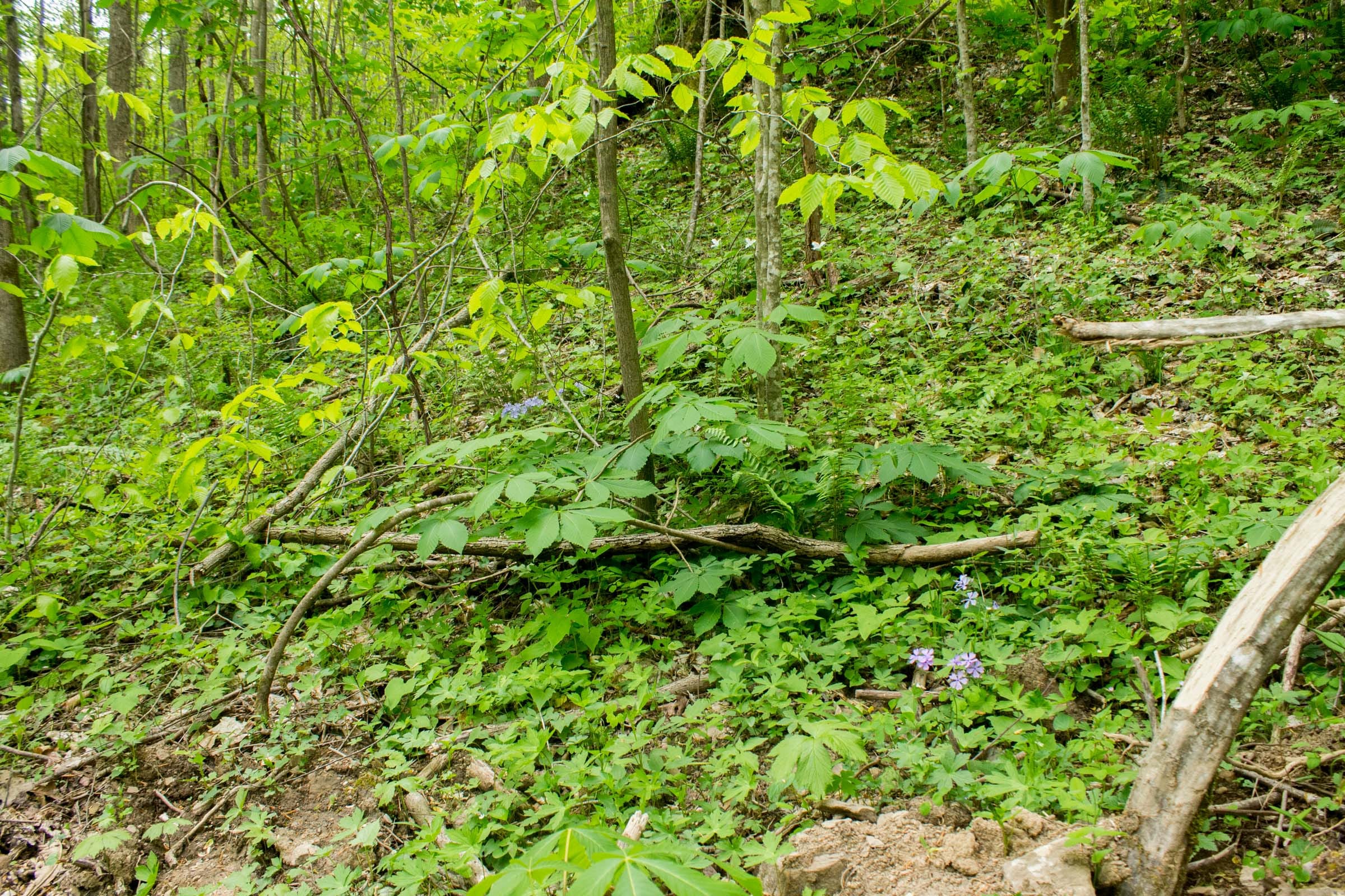 Trails End Tract 17 photo 8