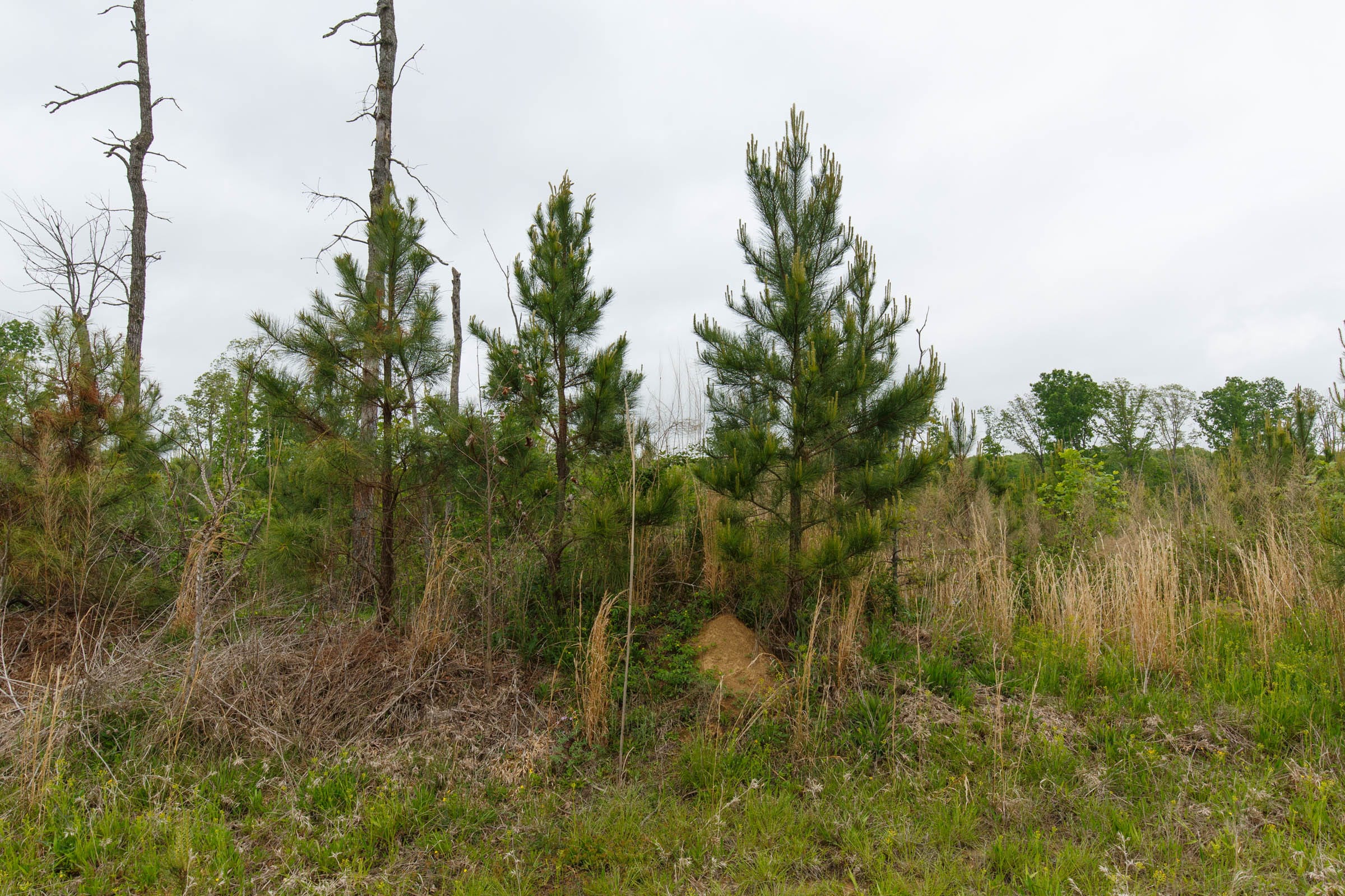 Red Barn Ranch Tract 13 photo 3