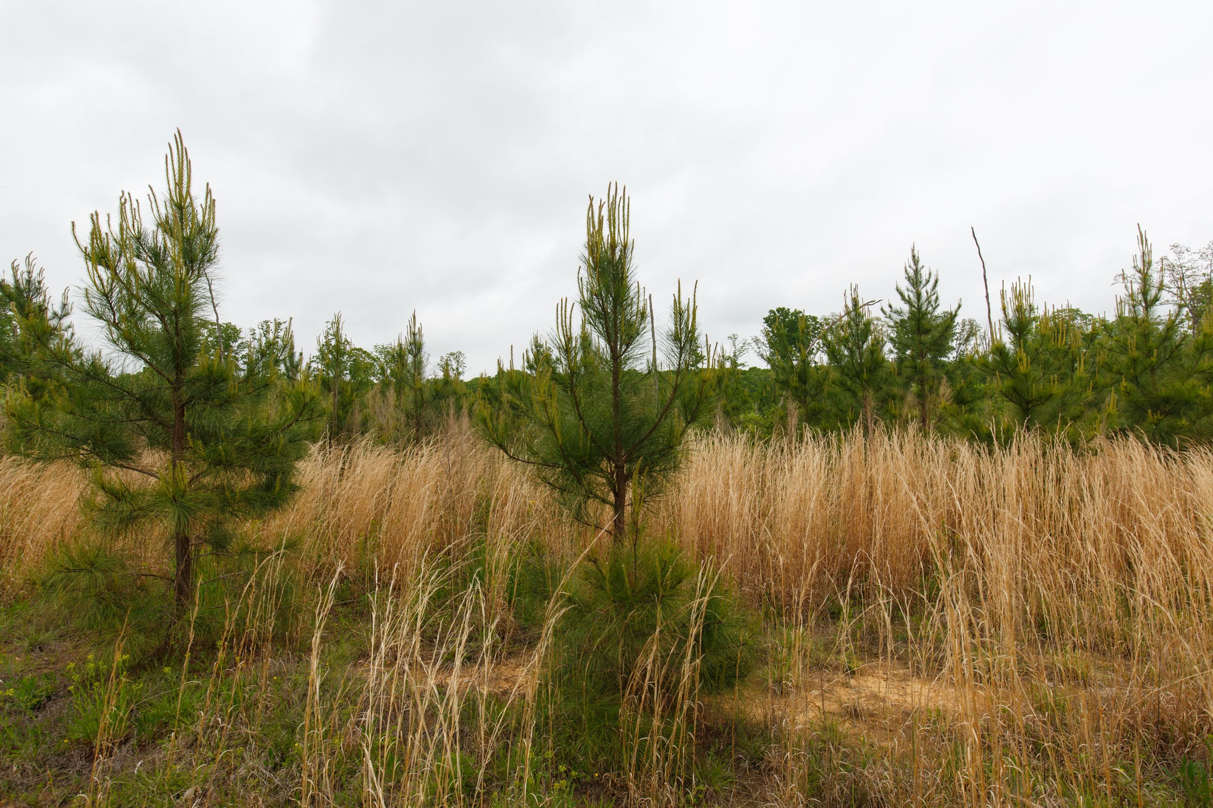 Red Barn Ranch Tract 13 photo 4
