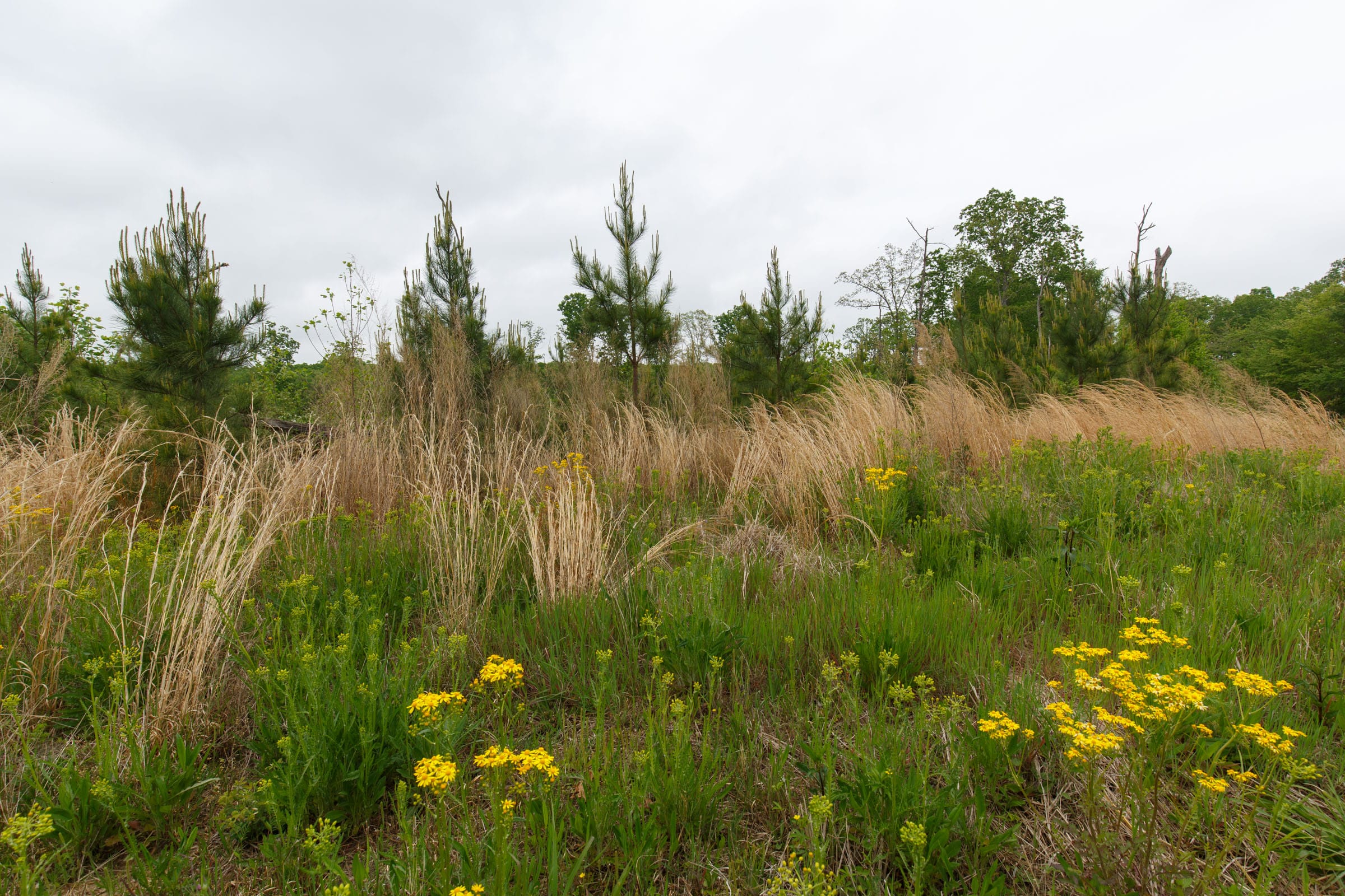 Red Barn Ranch Tract 13 photo 6