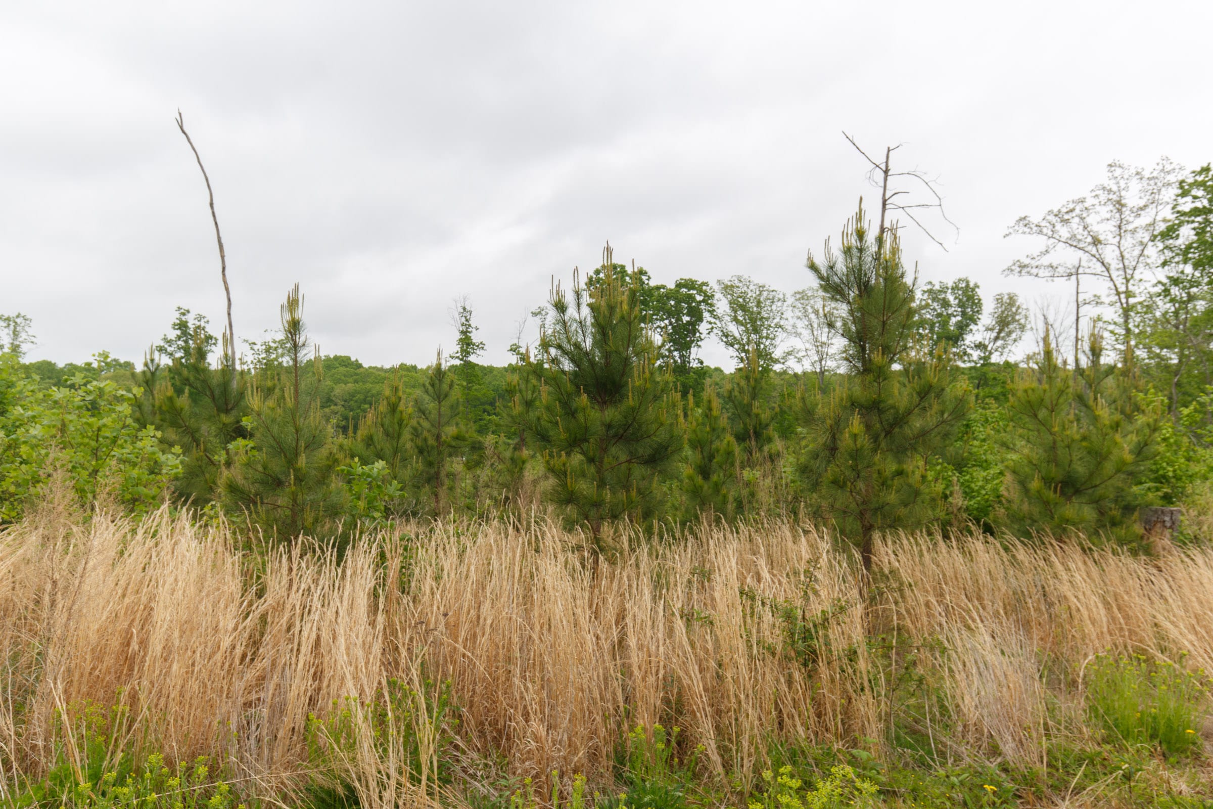 Red Barn Ranch Tract 13 photo 7