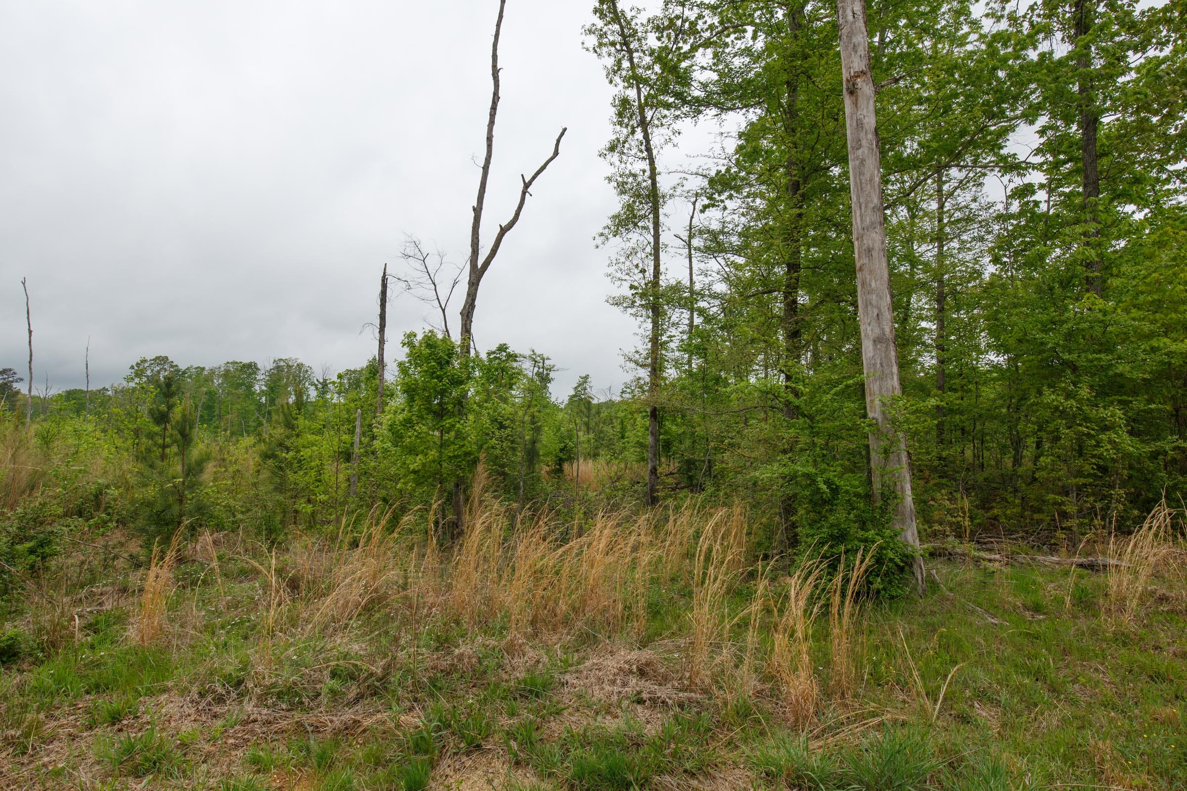 Red Barn Ranch Tract 13 photo 9