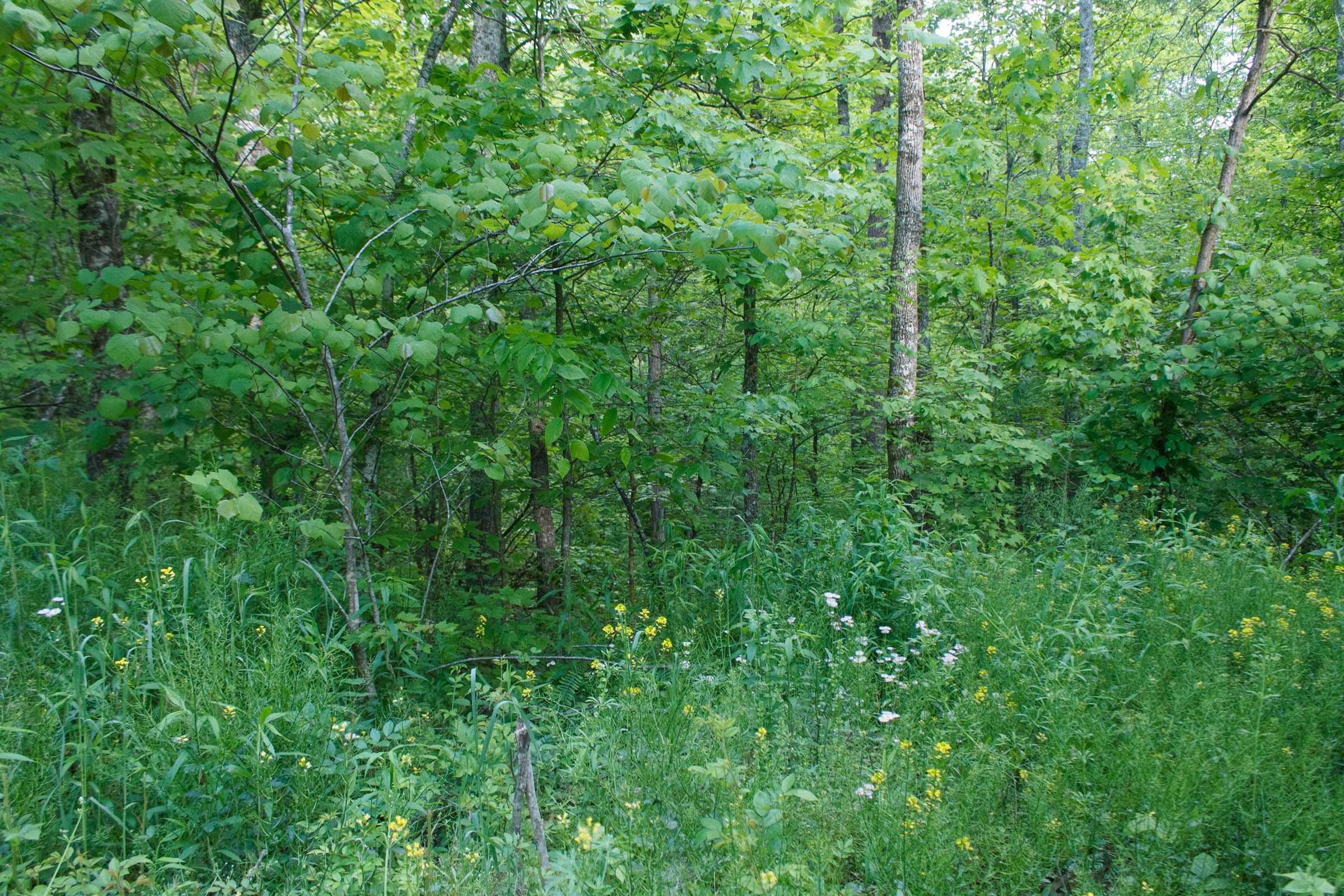 Riverbend Tract 24 photo 2