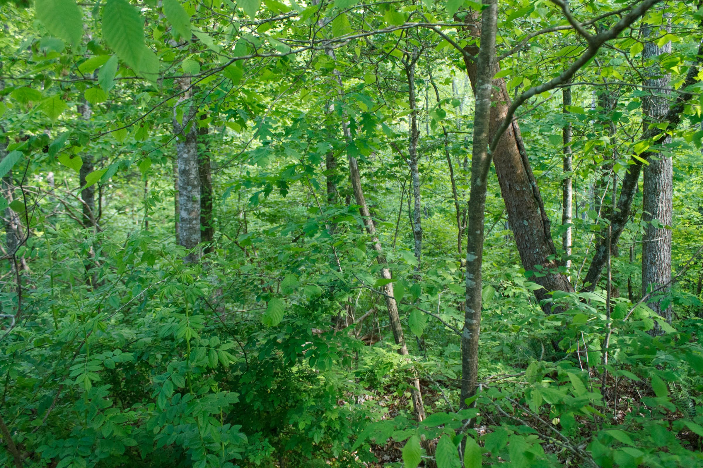 Riverbend Tract 24 photo 6