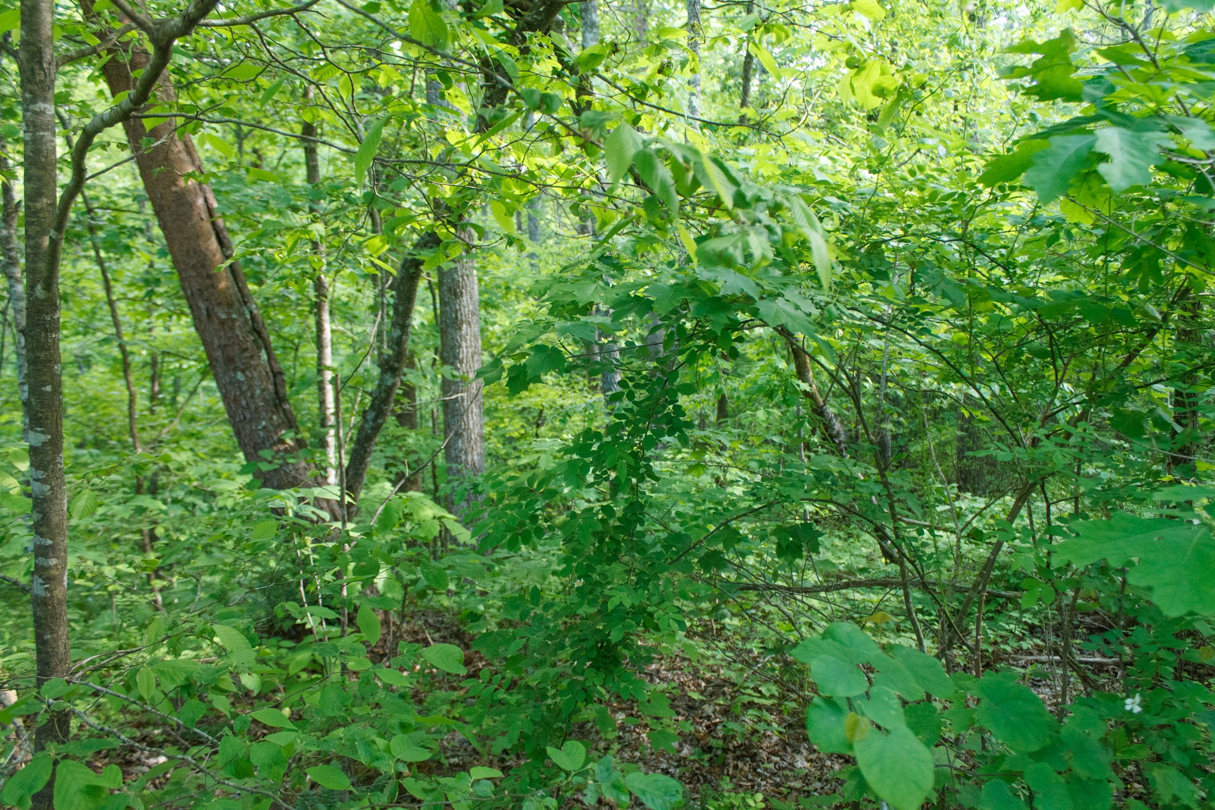 Riverbend Tract 24 photo 7