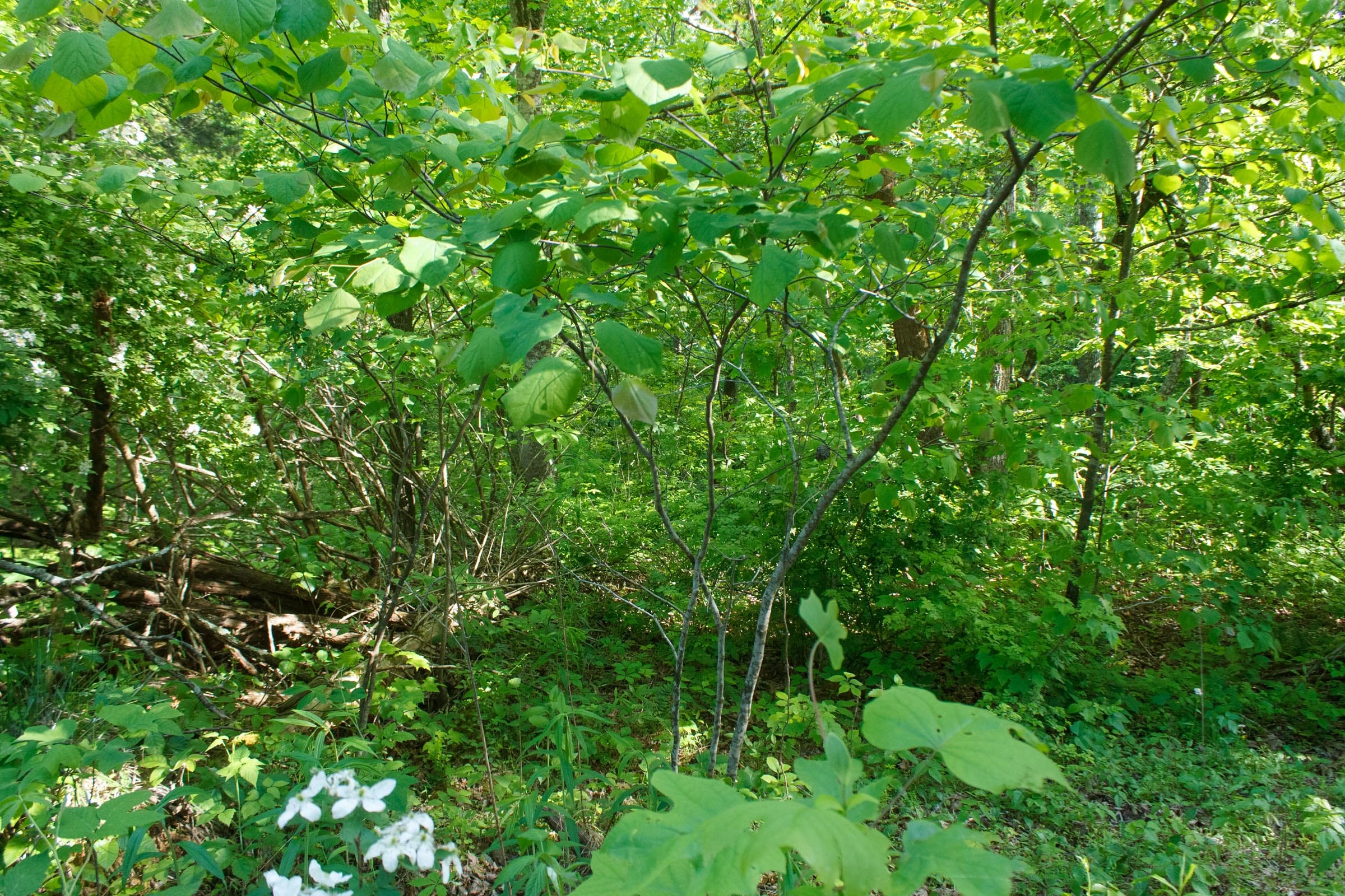 Riverbend Tract 24 photo 9