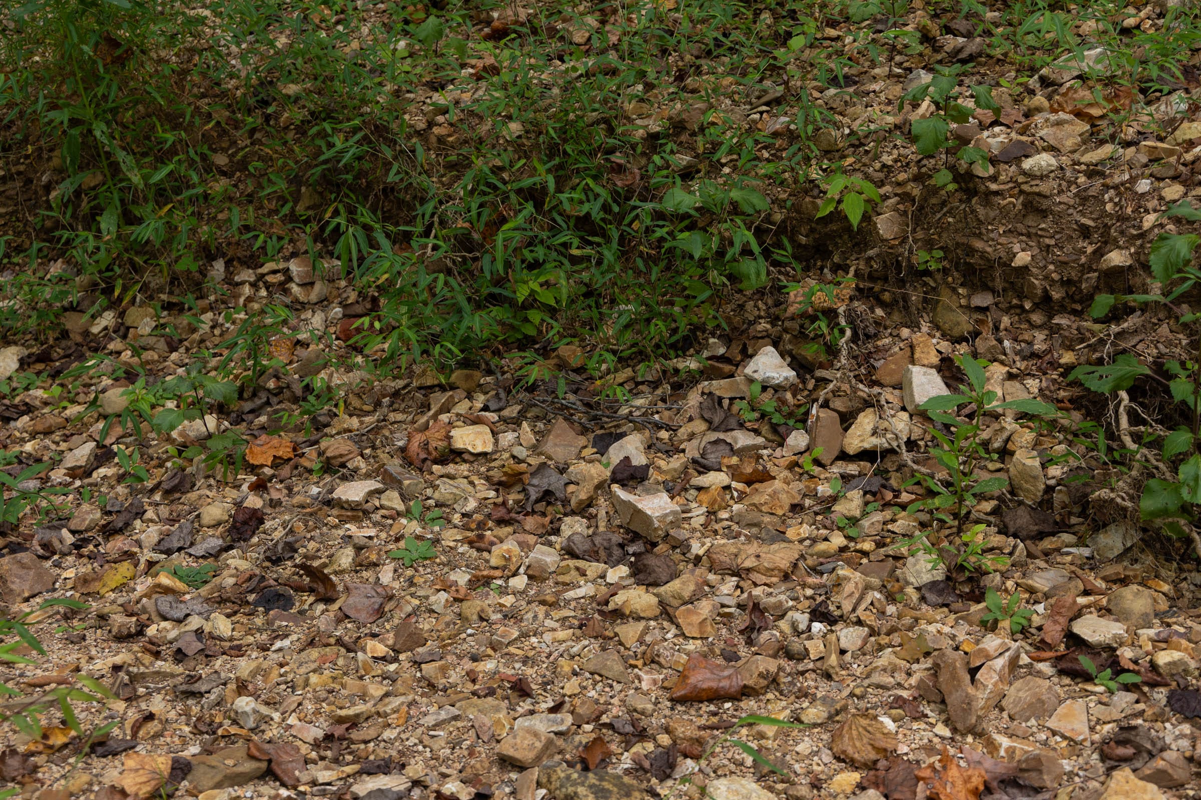 Big White Oak Tract 73 photo 7