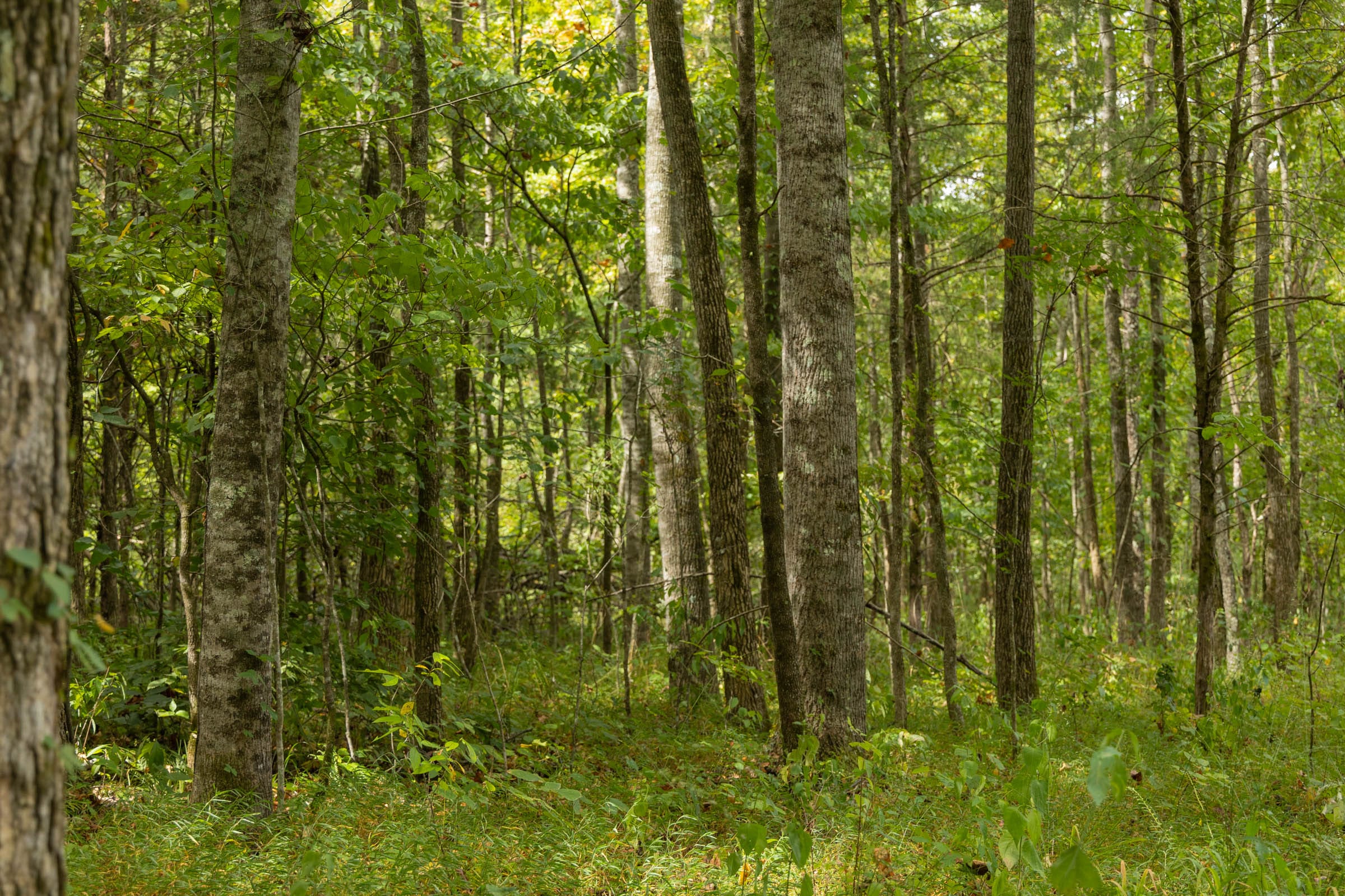 Big White Oak Tract 125 photo 11